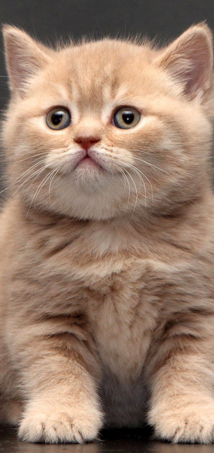 Download mobile wallpaper Cats, Cat, Kitten, Animal, British Shorthair, Cute for free.