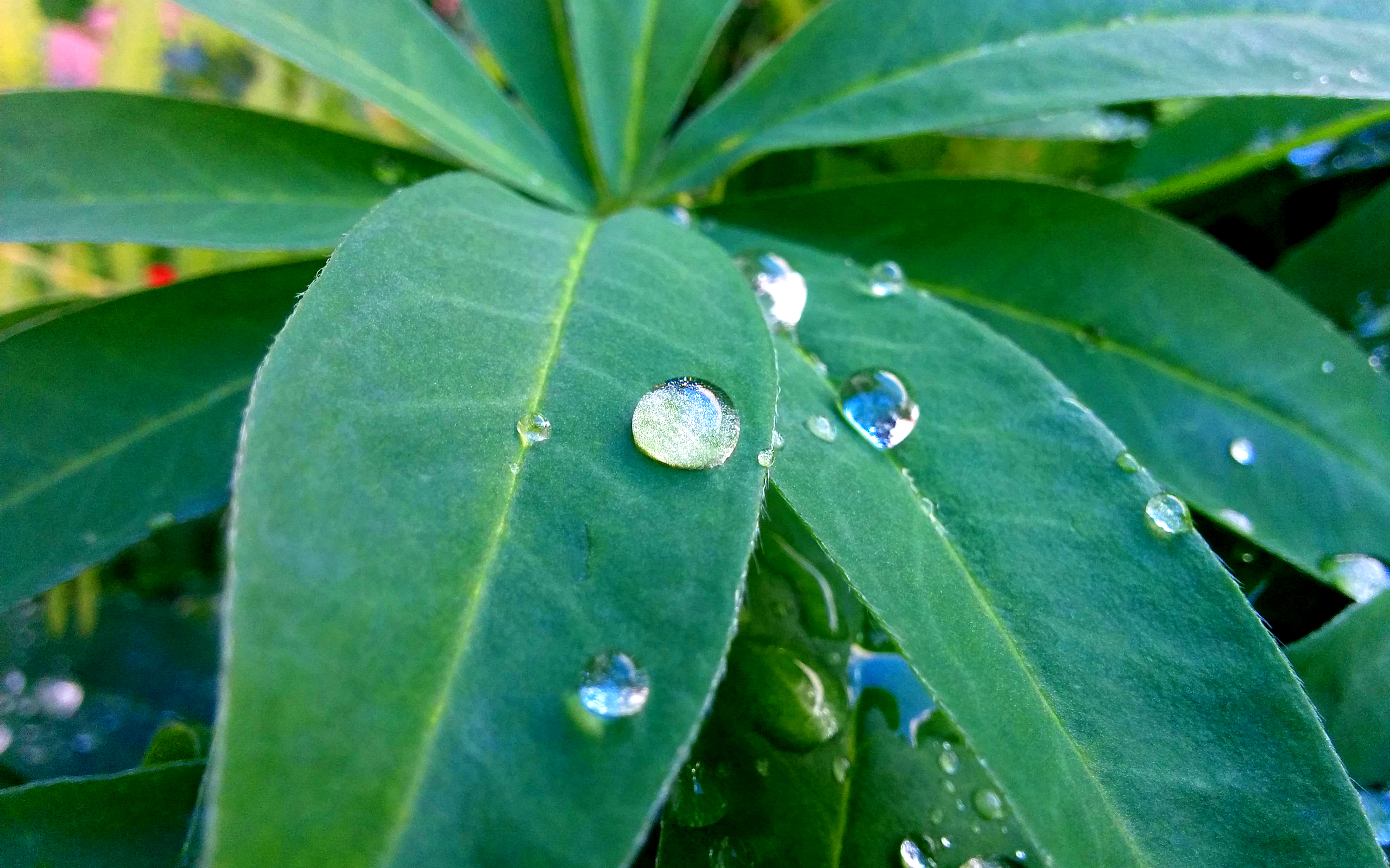 Download mobile wallpaper Nature, Plant, Leaf, Earth, Water Drop for free.