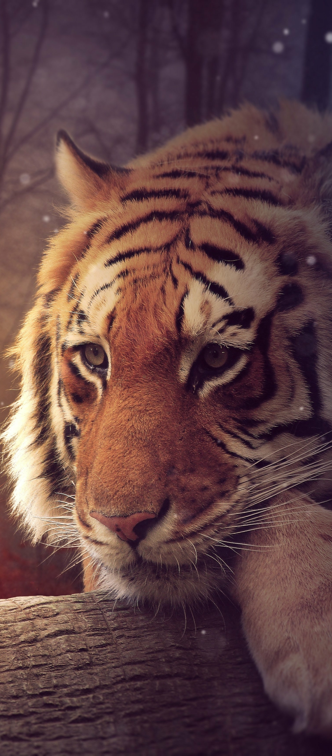 Download mobile wallpaper Cats, Tiger, Animal for free.