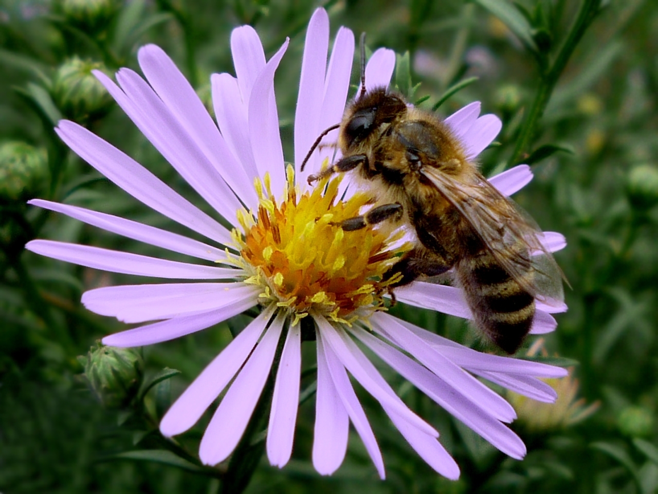 Скачать картинку Насекомые, Пчелы, Цветы, Растения в телефон бесплатно.