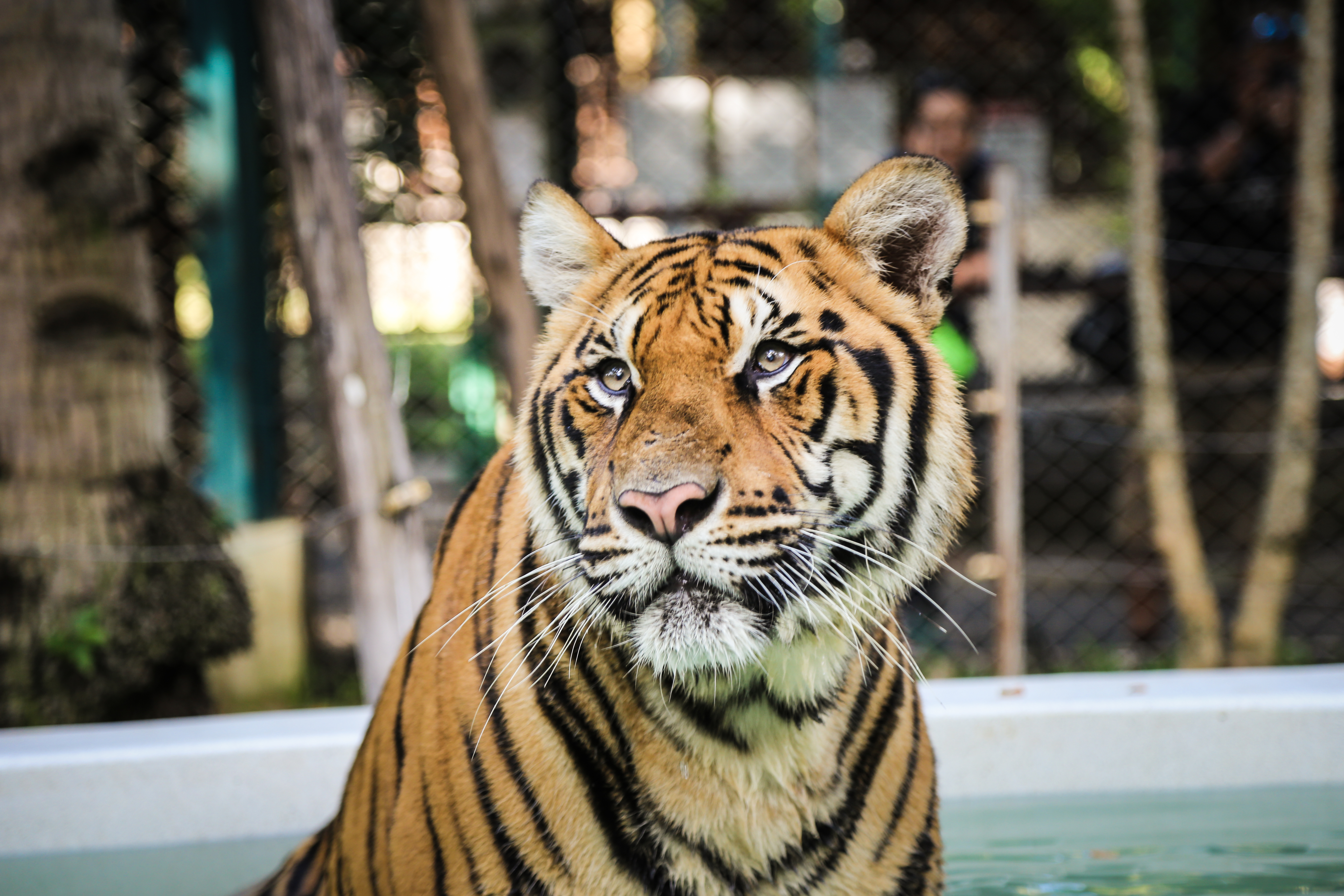 Descarga gratuita de fondo de pantalla para móvil de Animales, Gatos, Tigre.