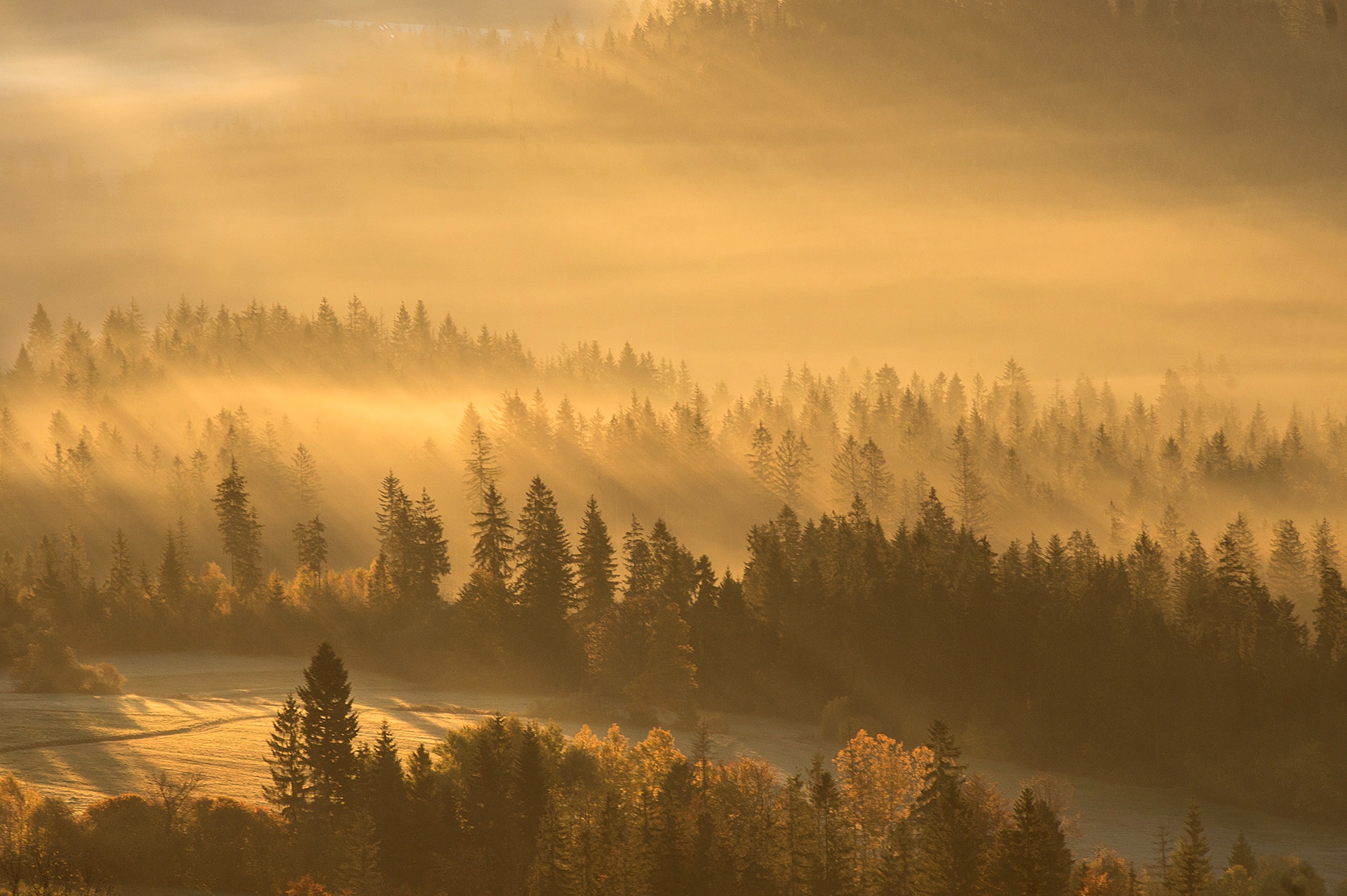 Handy-Wallpaper Natur, Wald, Nebel, Sonnenstrahl, Erde/natur kostenlos herunterladen.