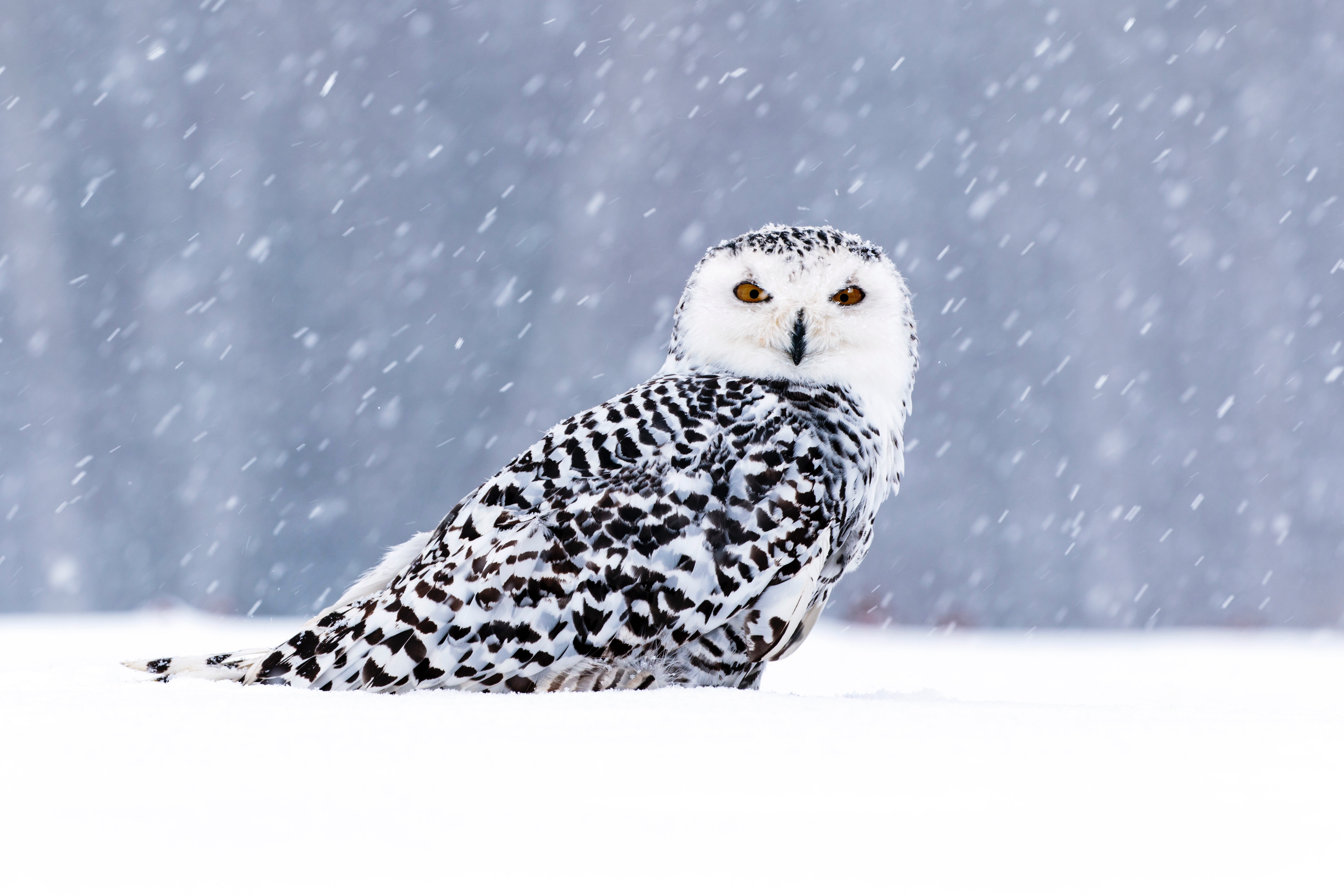 無料モバイル壁紙動物, 鳥, フクロウ, 降雪, シロフクロウをダウンロードします。