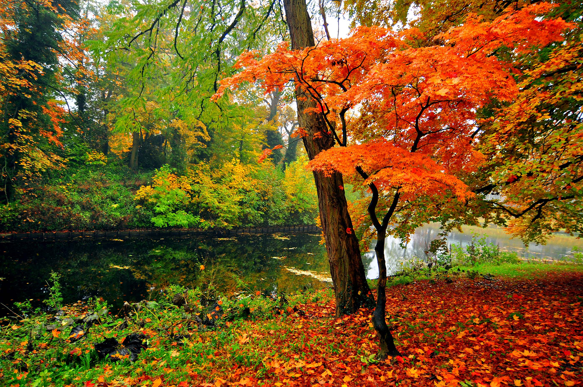 Download mobile wallpaper Tree, Fall, Earth, River for free.
