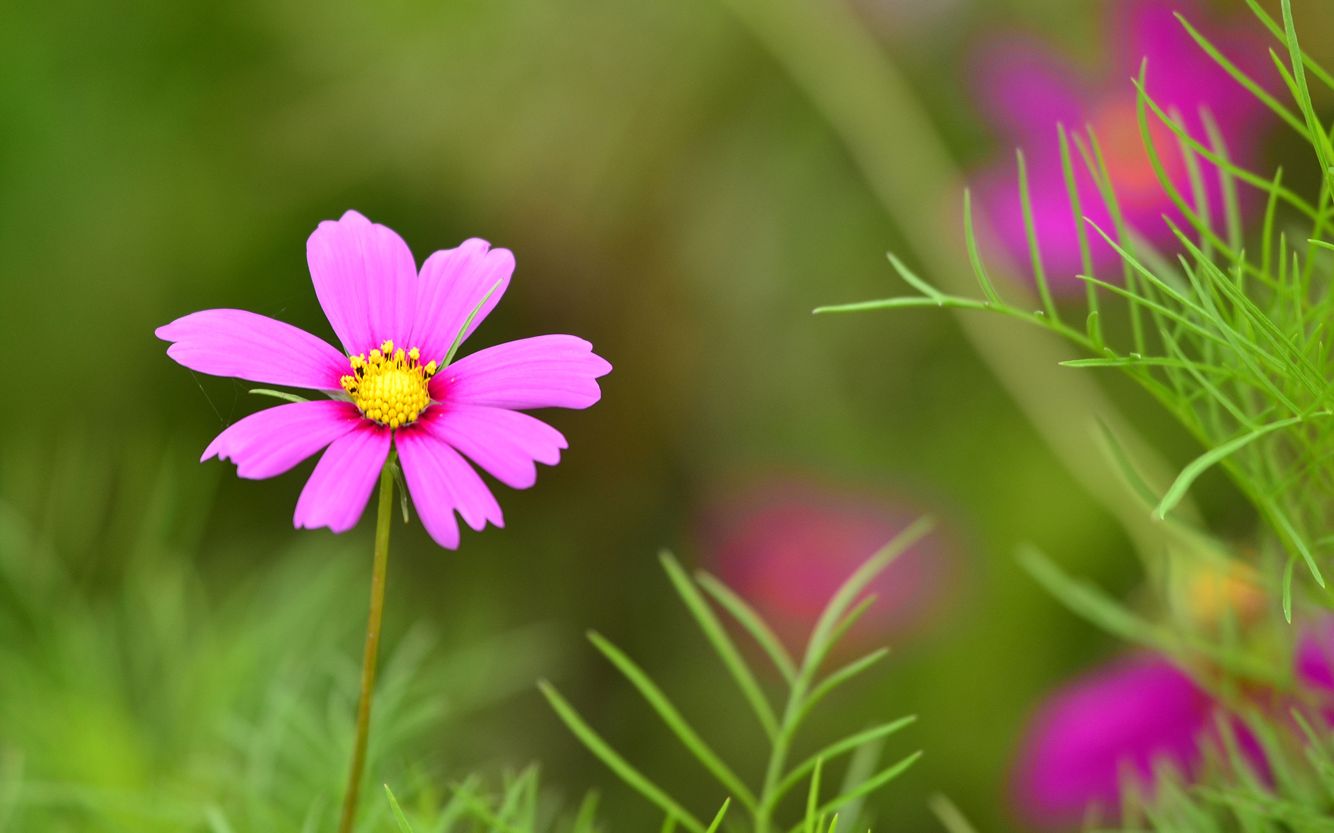 Descarga gratis la imagen Flores, Flor, Tierra/naturaleza en el escritorio de tu PC