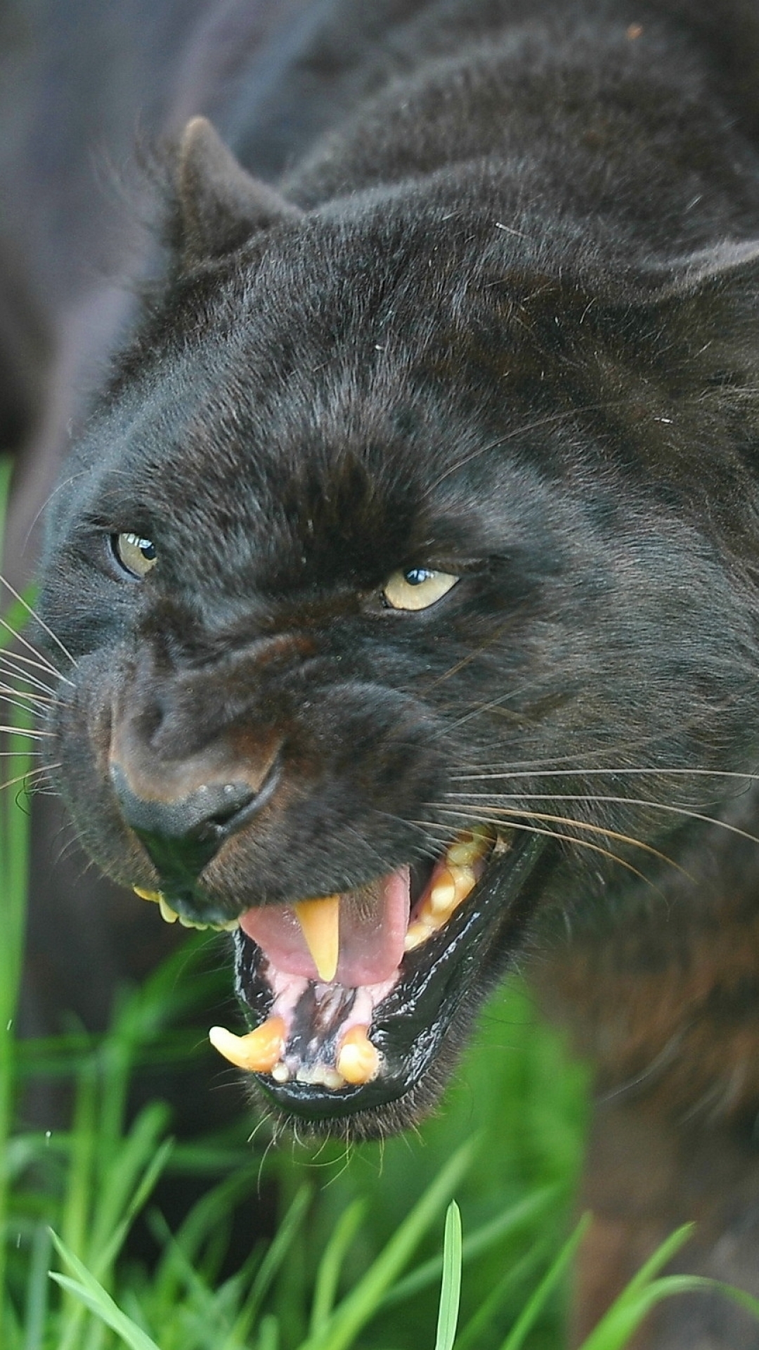 Descarga gratuita de fondo de pantalla para móvil de Animales, Gatos, Pantera Negra.