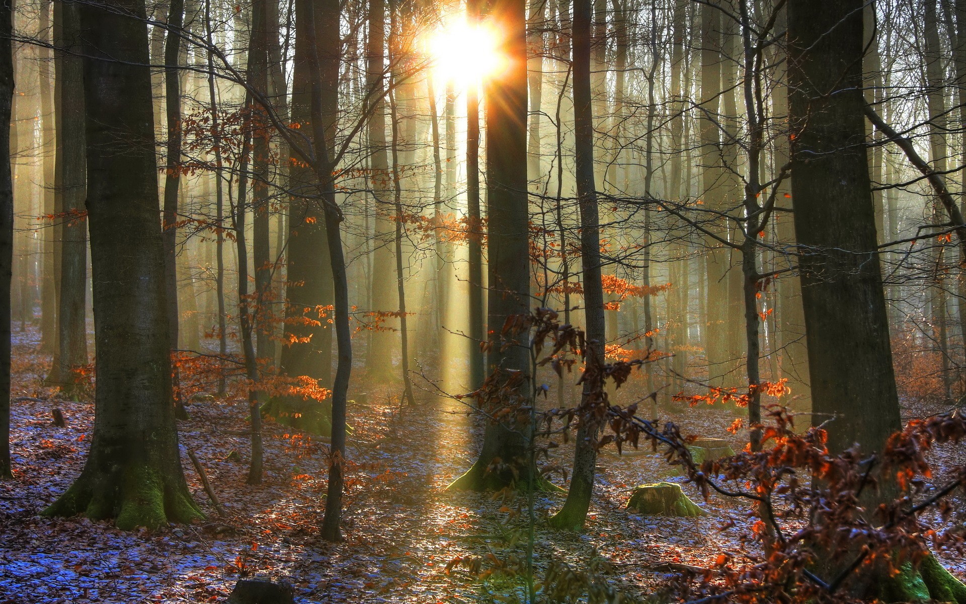 Téléchargez gratuitement l'image Forêt, Terre/nature sur le bureau de votre PC