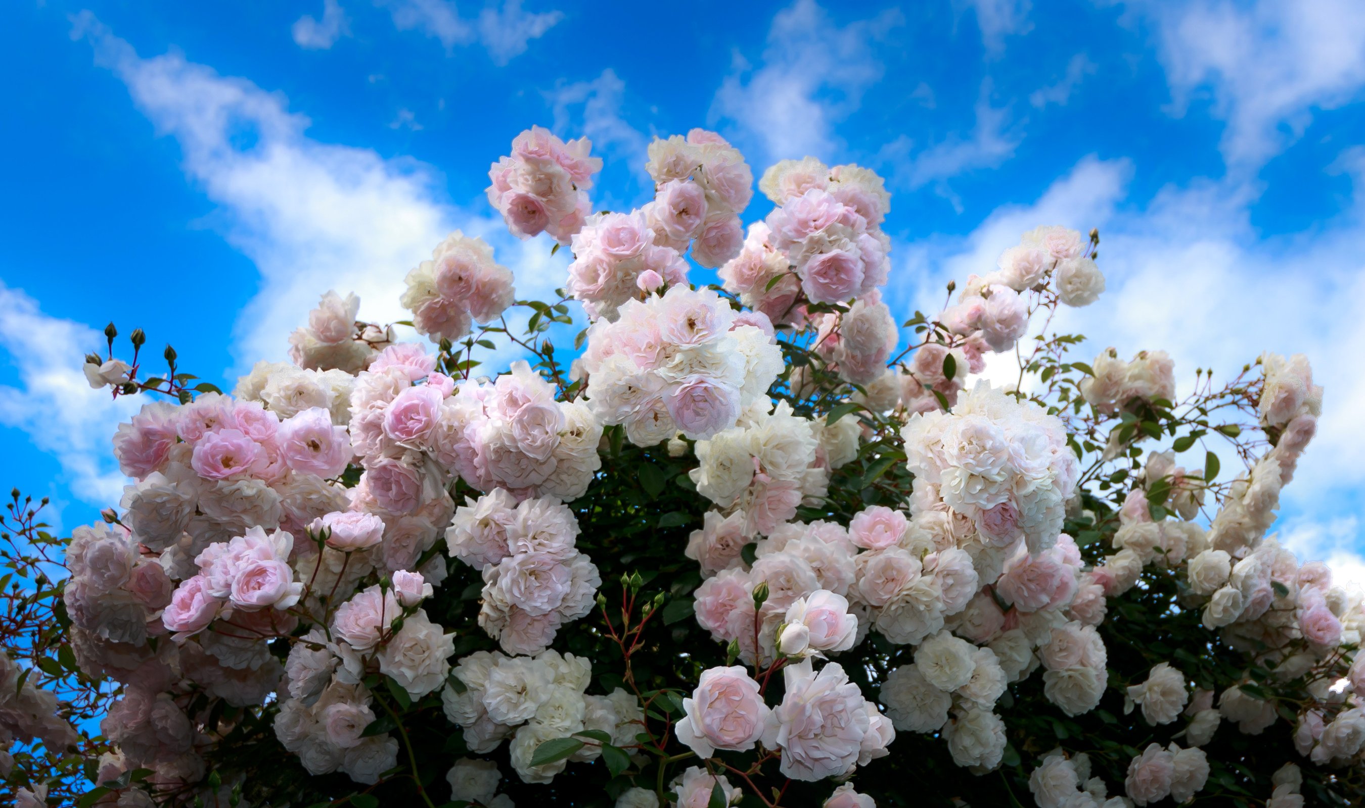 Baixar papel de parede para celular de Flores, Rosa, Flor Rosa, Flor Branca, Terra/natureza, Arbusto De Rosas gratuito.