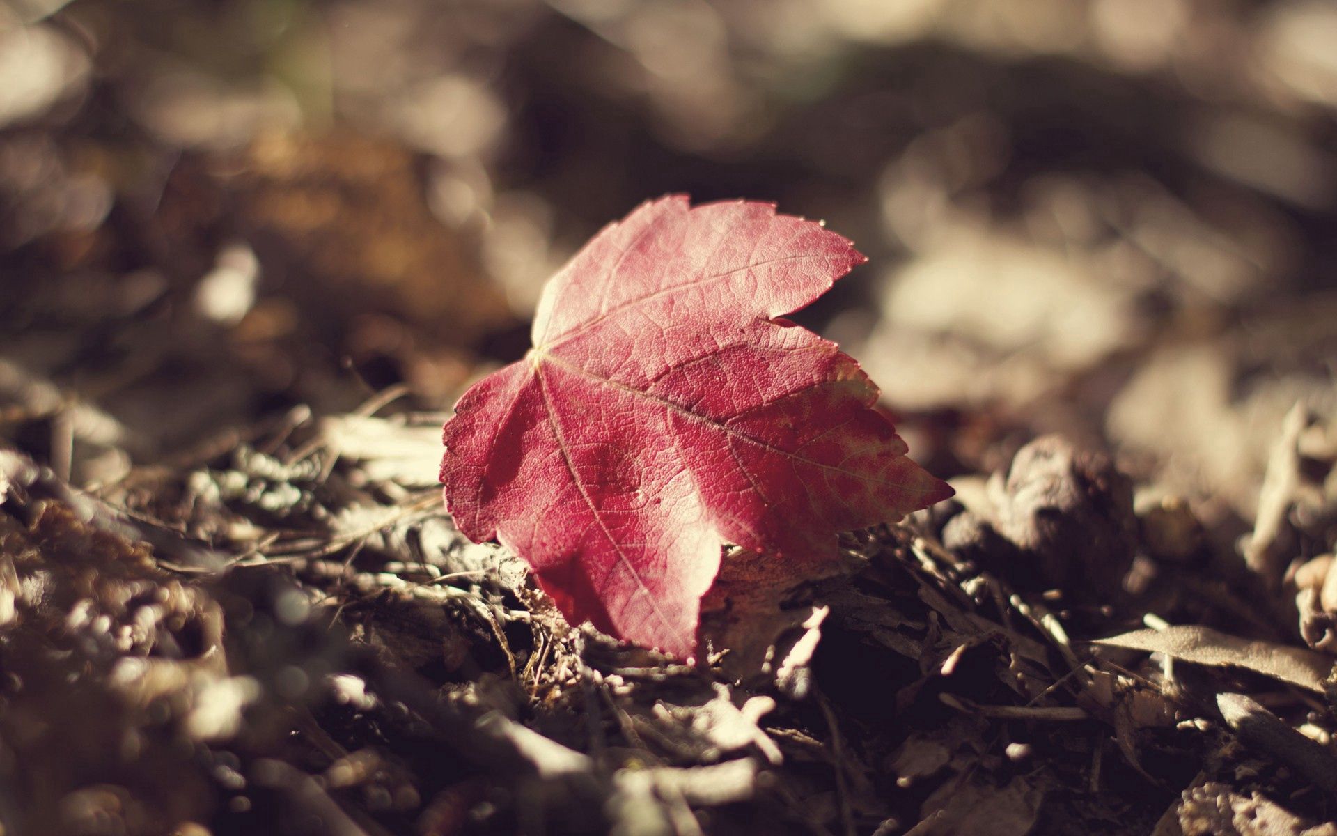 sheet, grass, autumn, macro, leaf, dry, fallen Full HD