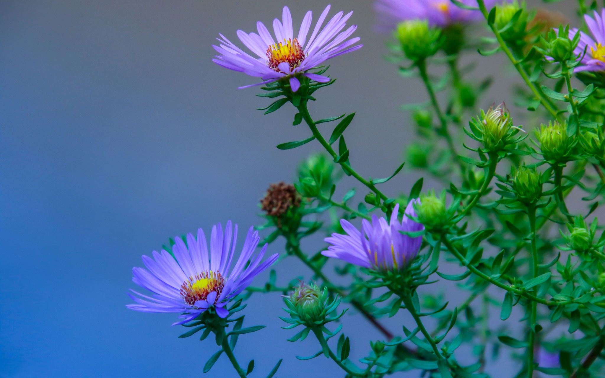 Laden Sie das Blumen, Blume, Makro, Knospe, Erde/natur, Blaue Blume-Bild kostenlos auf Ihren PC-Desktop herunter