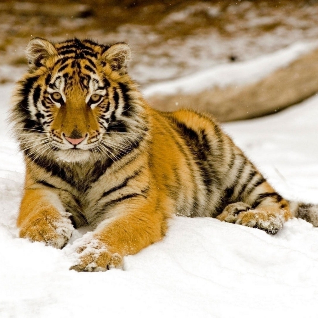 Download mobile wallpaper Winter, Cats, Snow, Tiger, Animal for free.