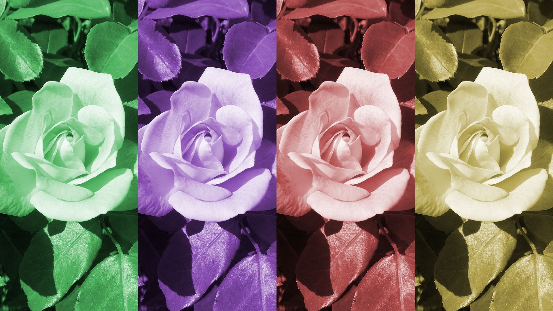605296 Bild herunterladen künstlerisch, rose, bunt, farben, blume, grüne rose, pinke rose, pop art, lila rose - Hintergrundbilder und Bildschirmschoner kostenlos