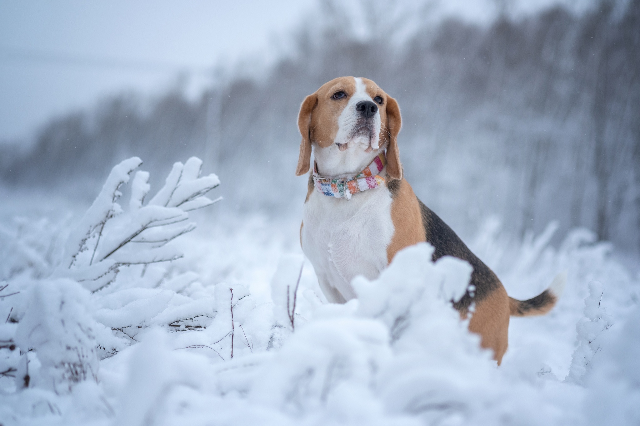 Download mobile wallpaper Winter, Dogs, Snow, Dog, Animal, Beagle for free.