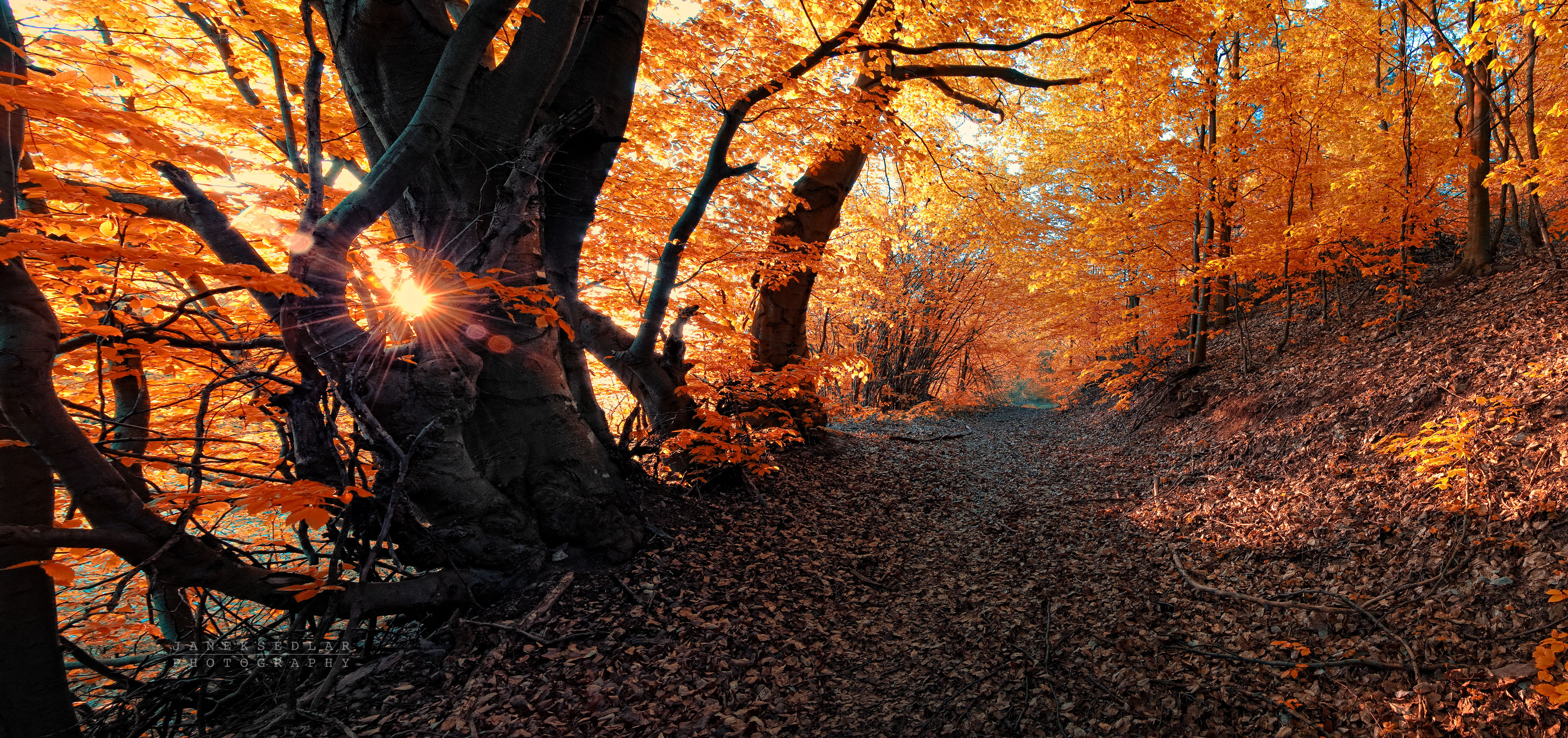 Laden Sie das Herbst, Wald, Pfad, Sonnenuntergang, Menschengemacht, Orange Farbe)-Bild kostenlos auf Ihren PC-Desktop herunter