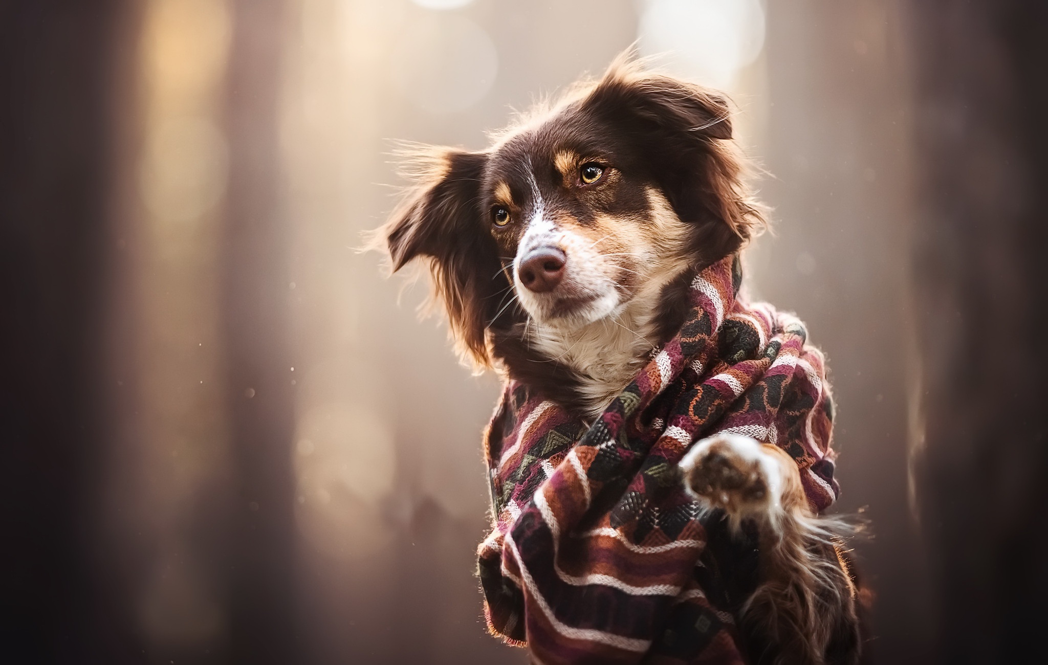 Free download wallpaper Dogs, Dog, Animal, Scarf on your PC desktop