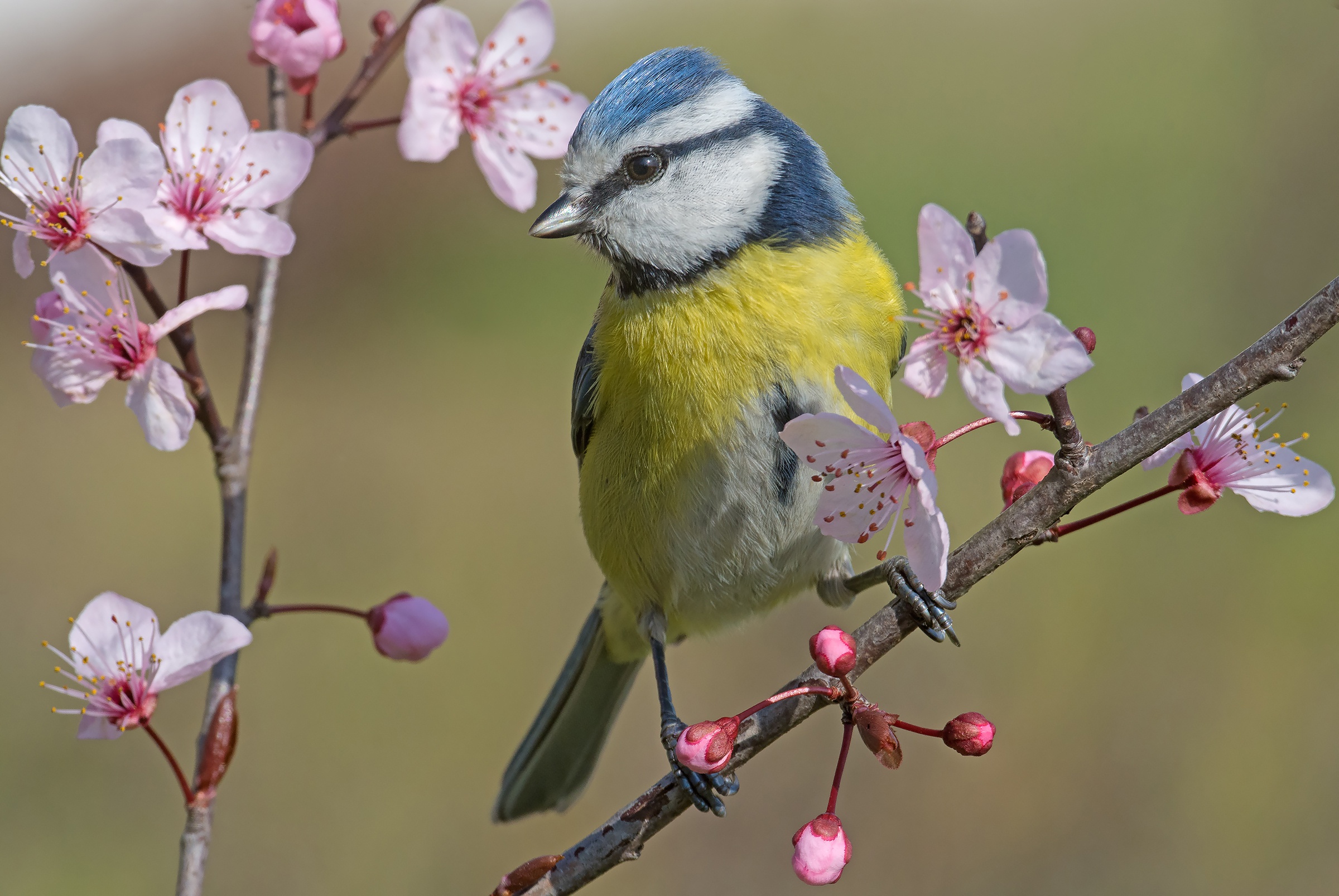 Download mobile wallpaper Birds, Flower, Bird, Animal, Titmouse, Blossom for free.