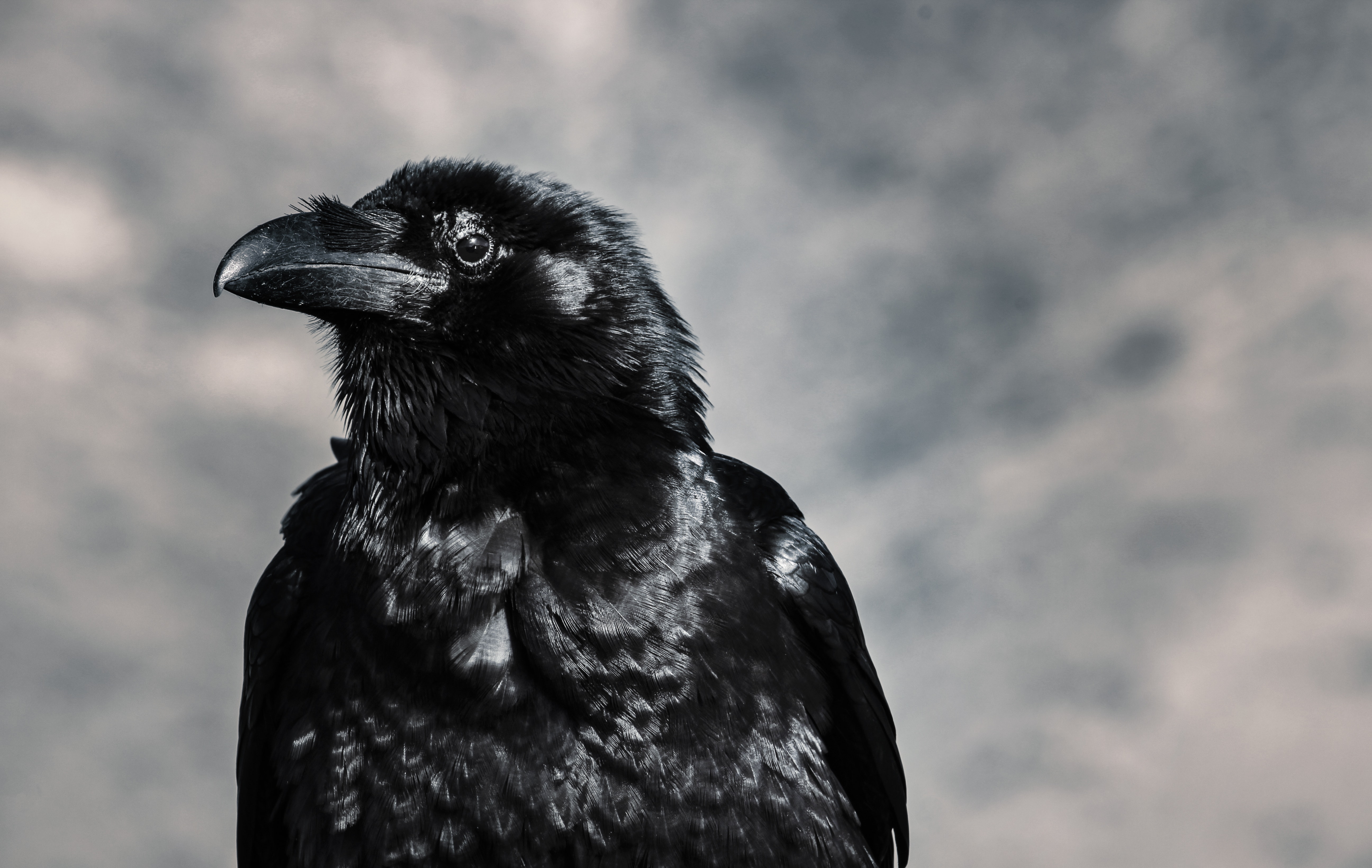 139923 скачать картинку ворон, животные, птица, клюв, черный - обои и заставки бесплатно