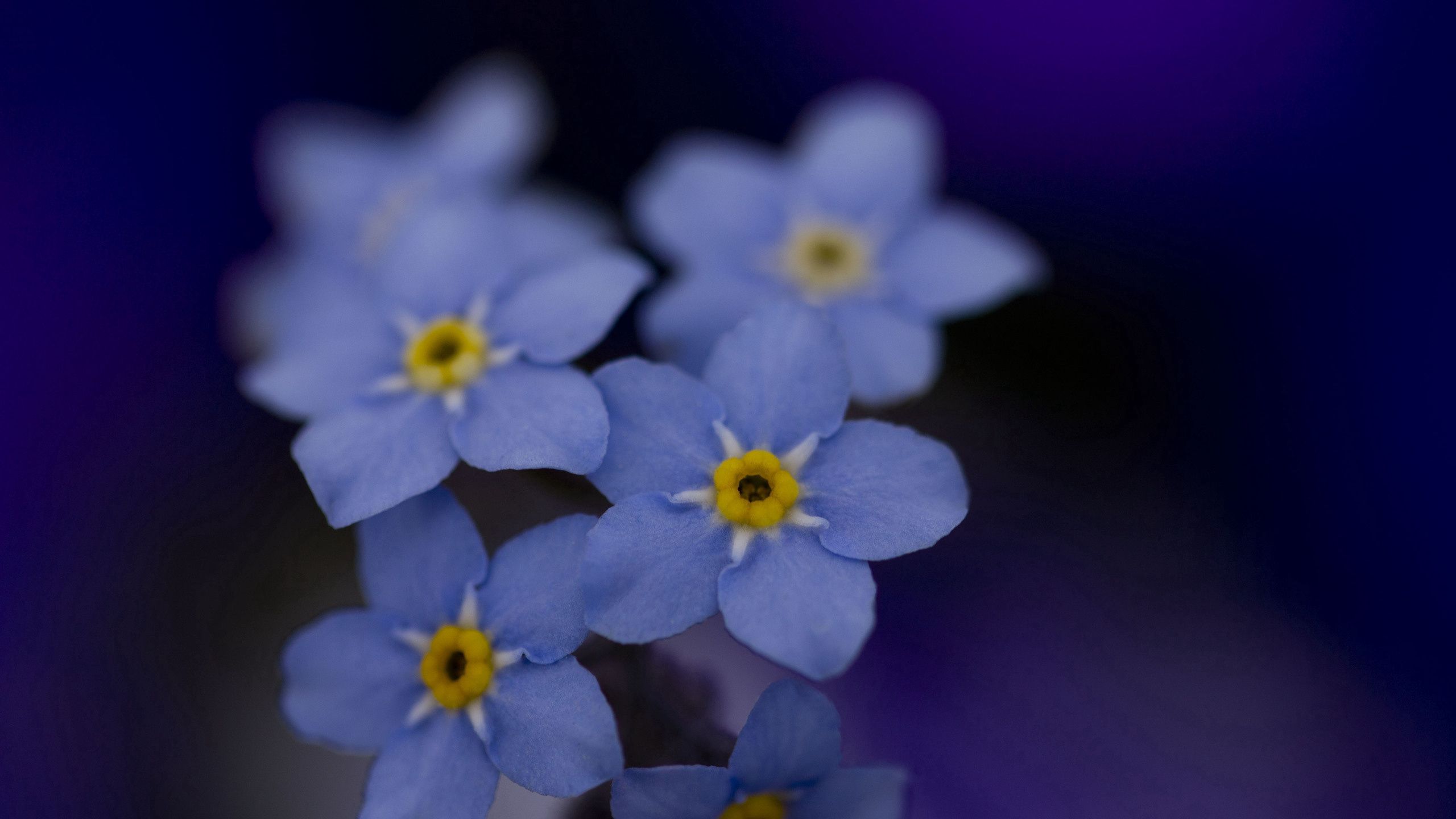 flowers, background, blue, forget me nots