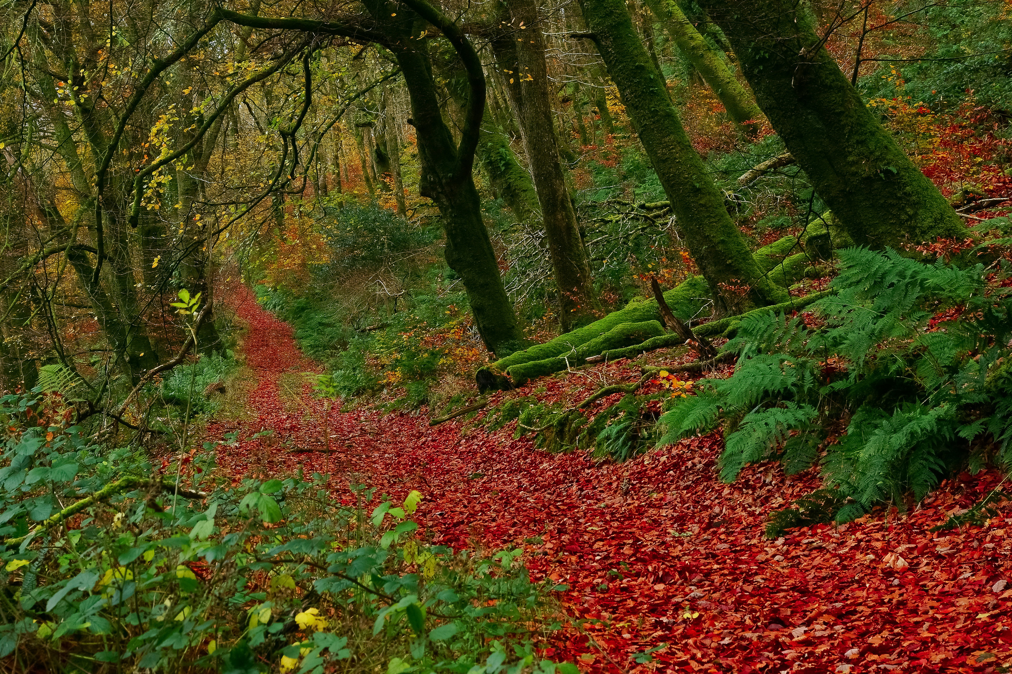 Скачать картинку Природа, Осень, Лес, Листва, Дорожка, Земля/природа в телефон бесплатно.