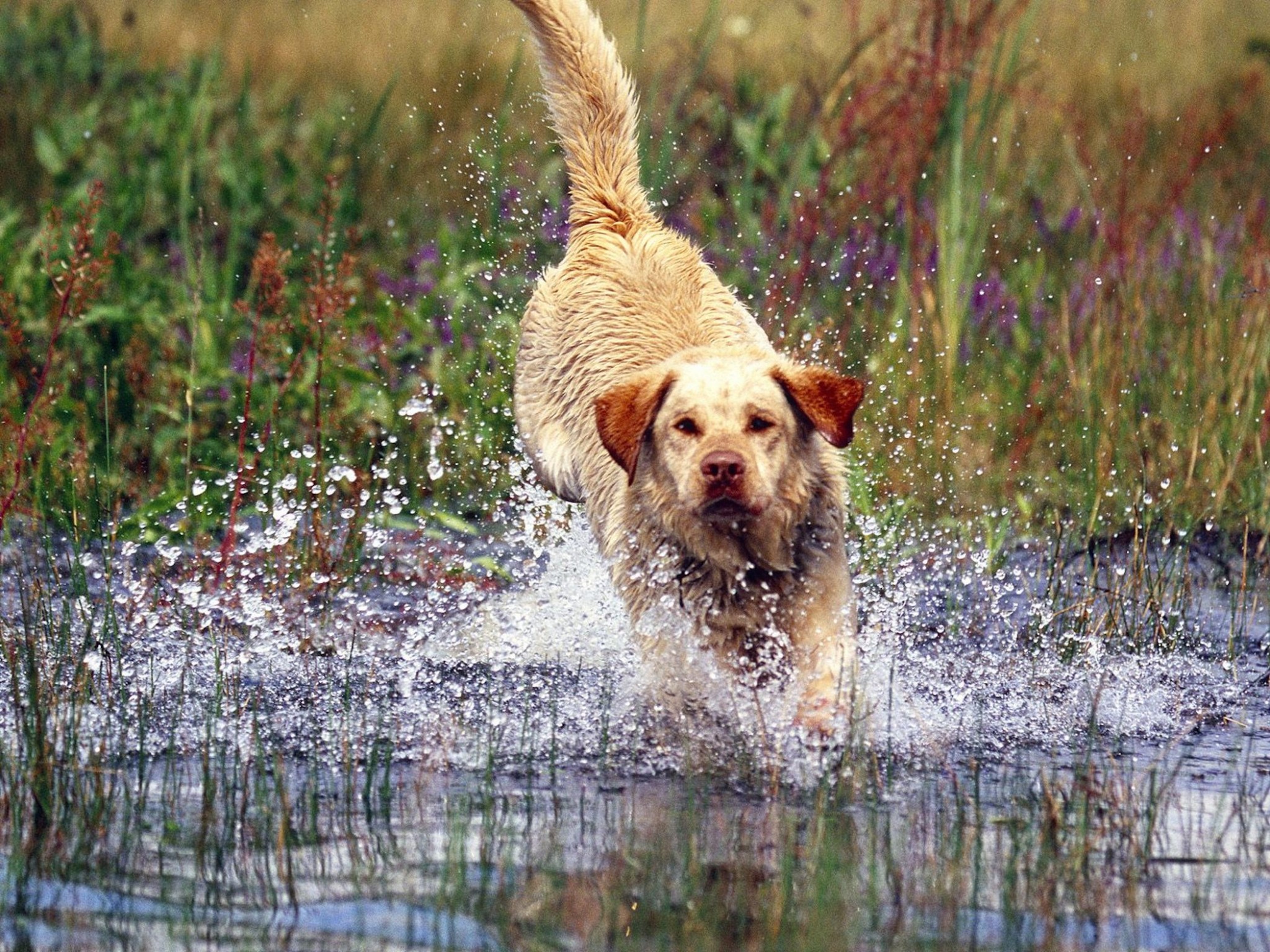 369409 Bildschirmschoner und Hintergrundbilder Hunde auf Ihrem Telefon. Laden Sie  Bilder kostenlos herunter