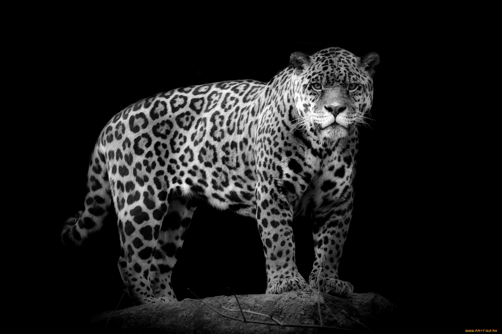 301347 télécharger l'image animaux, jaguar, chats - fonds d'écran et économiseurs d'écran gratuits