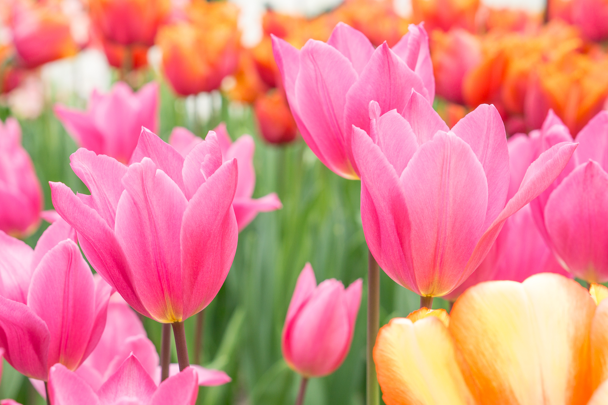 Laden Sie das Natur, Blumen, Sommer, Blume, Nahansicht, Tulpe, Erde/natur, Pinke Blume-Bild kostenlos auf Ihren PC-Desktop herunter