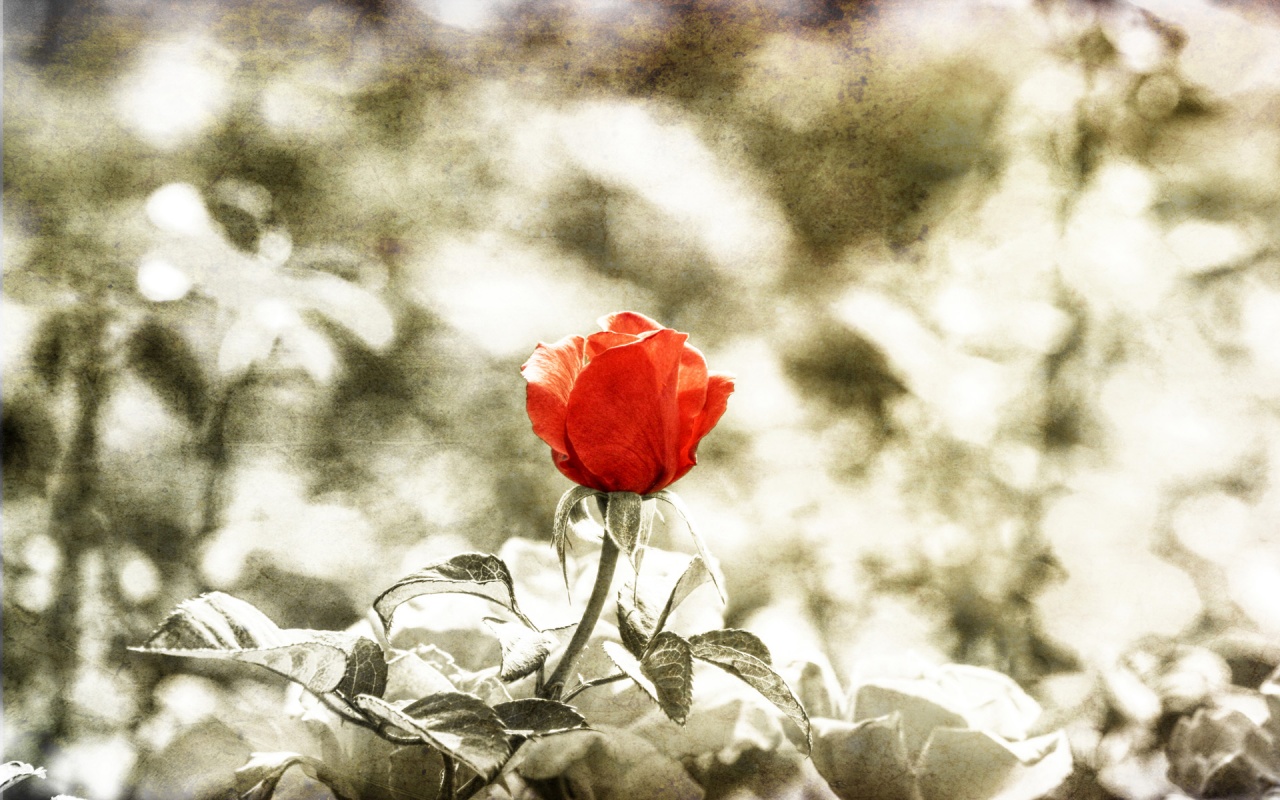 Download mobile wallpaper Flower, Rose, Earth, Red Rose for free.