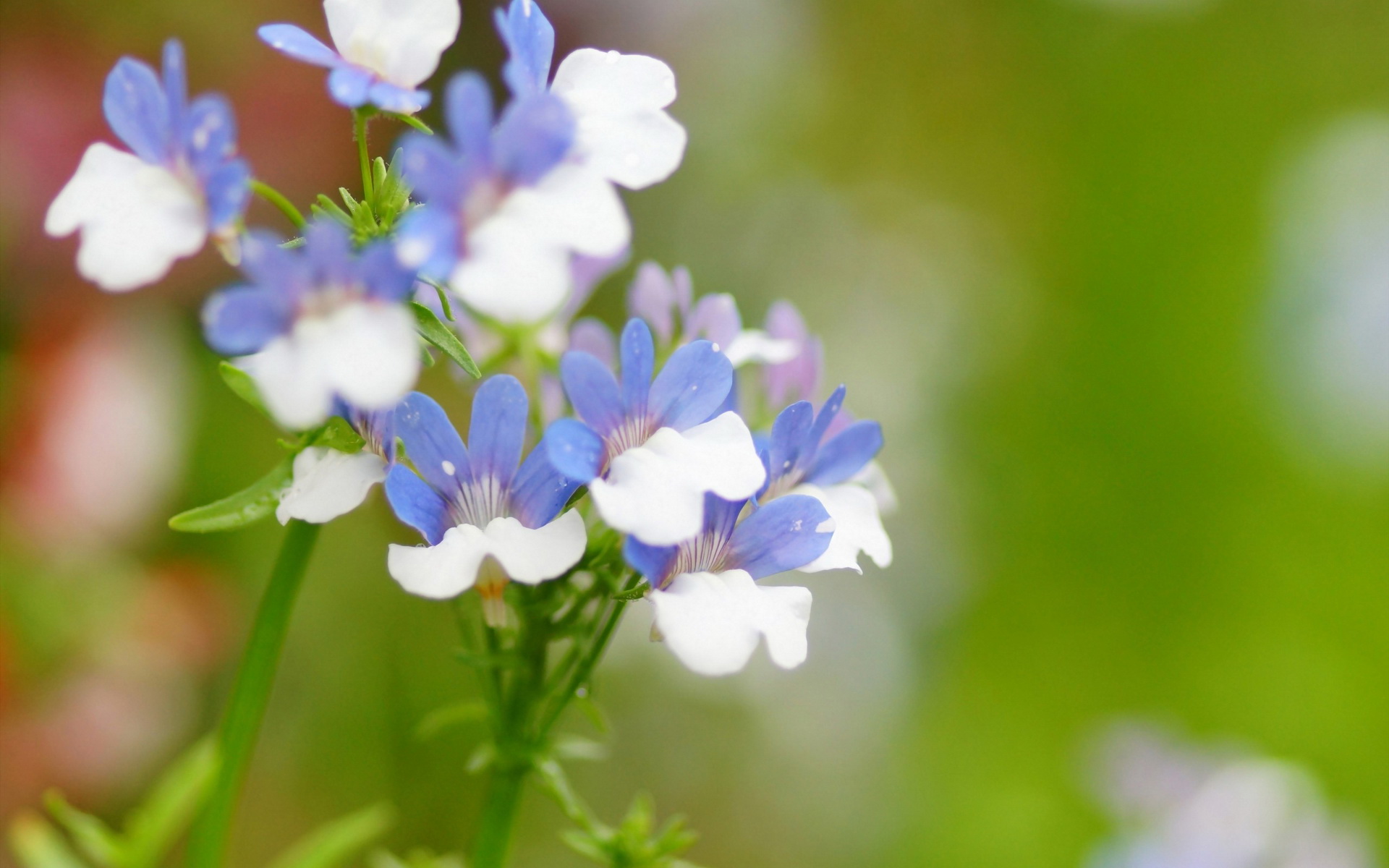 Téléchargez gratuitement l'image Fleurs, Fleur, Terre/nature sur le bureau de votre PC