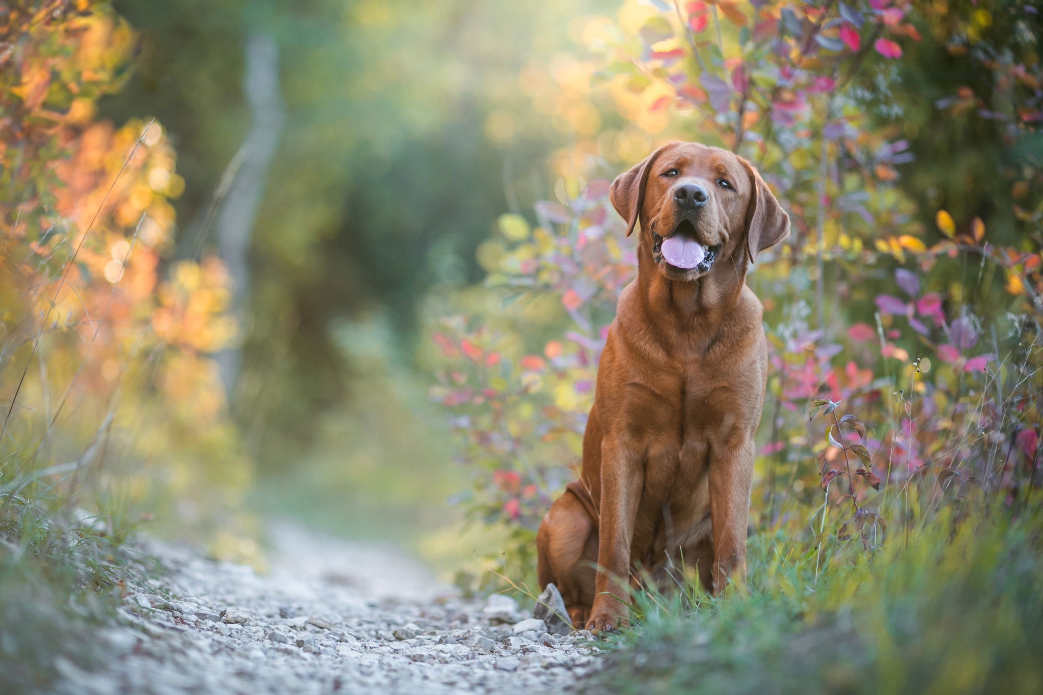 PCデスクトップに動物, 犬, ラブラドール・レトリバー, 被写界深度画像を無料でダウンロード