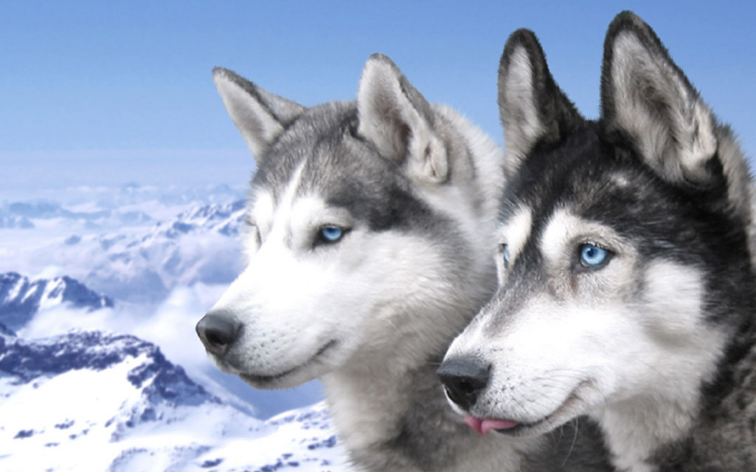 Download mobile wallpaper Husky, Dogs, Animal for free.