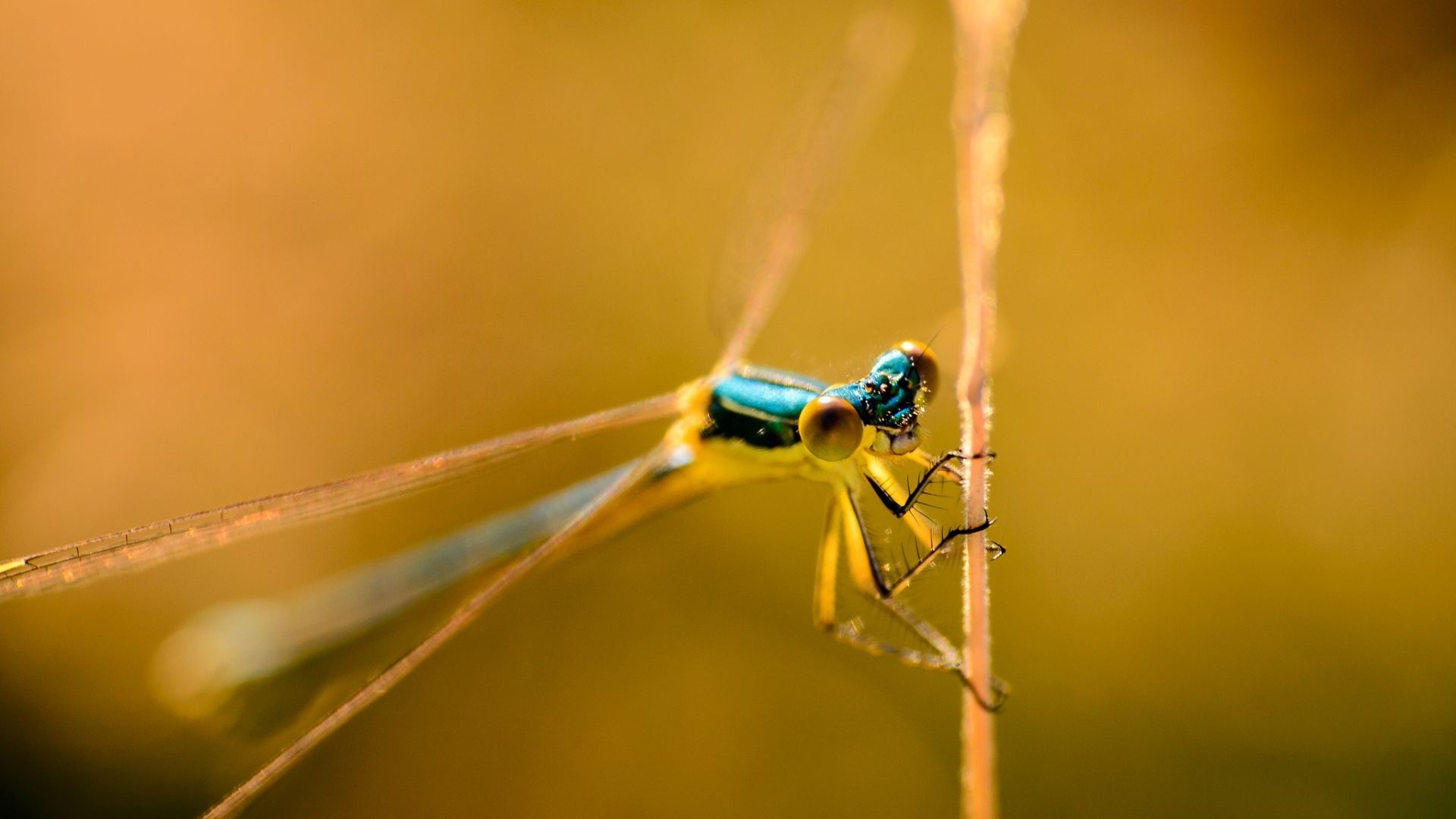 Descarga gratis la imagen Libélula, Insectos, Animales en el escritorio de tu PC