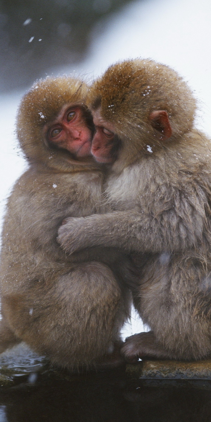 無料モバイル壁紙動物, サル, 猿, 可愛い, 抱擁, ニホンザルをダウンロードします。