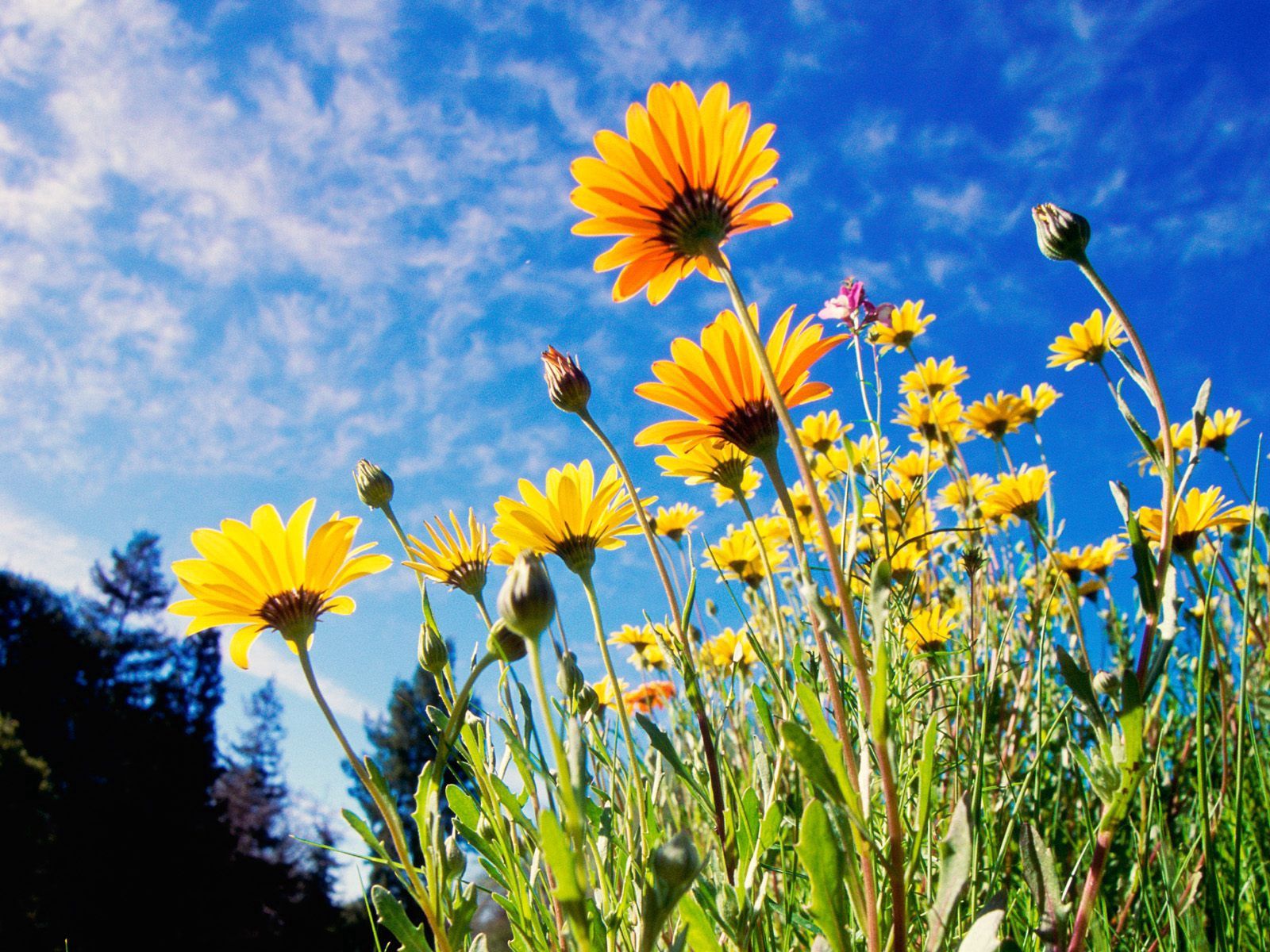 153759 завантажити картинку поляна, квіти, трава, небо, жовтий, сонячно, сонячний - шпалери і заставки безкоштовно