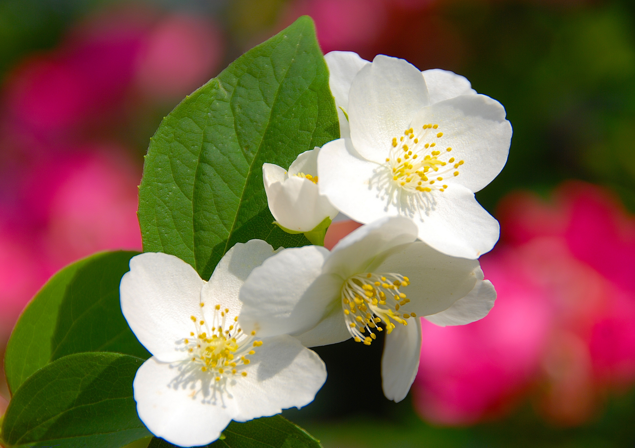 Download mobile wallpaper Flowers, Flower, Macro, Blur, Earth, White Flower, Blossom for free.