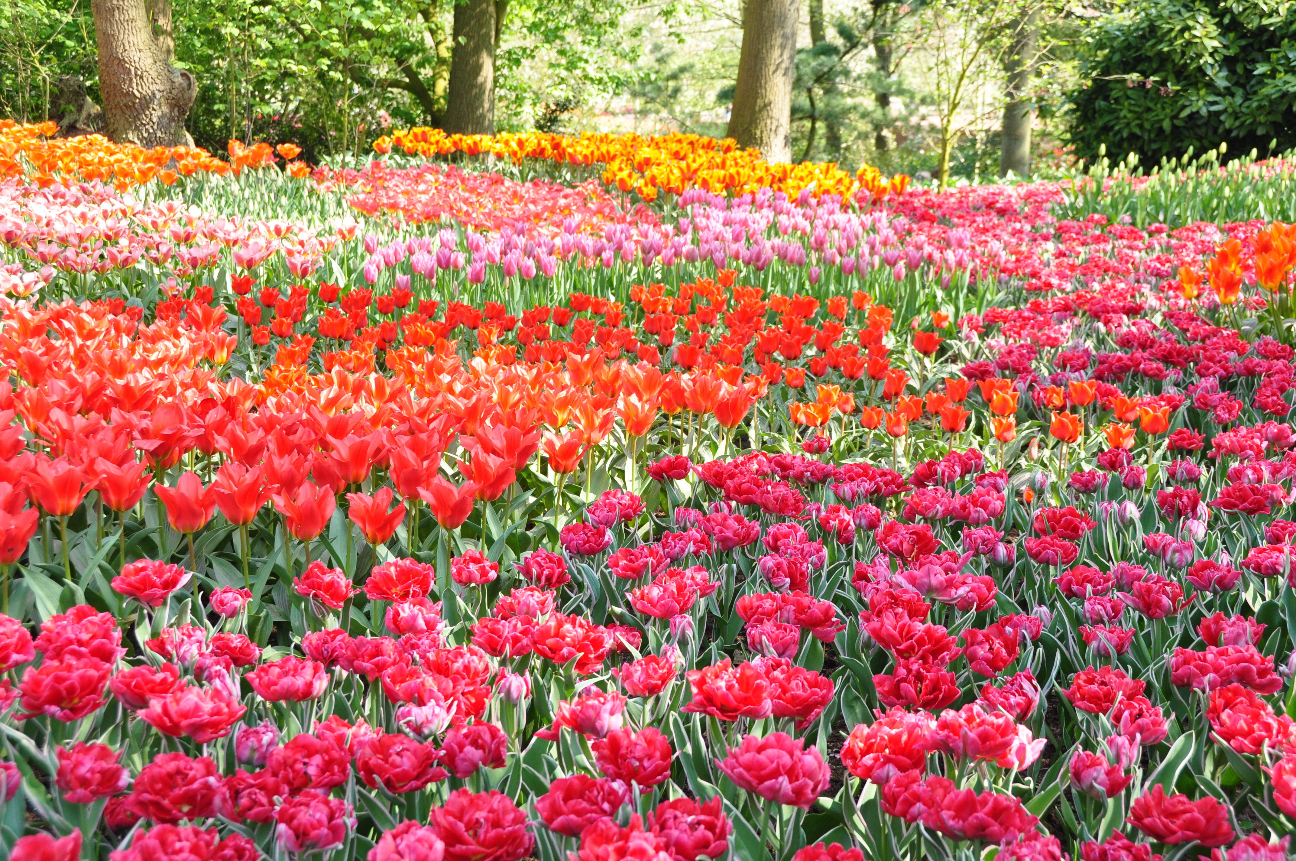 Laden Sie das Blumen, Blume, Baum, Farben, Garten, Bunt, Tulpe, Rote Blume, Erde/natur, Pinke Blume, Orangene Blume-Bild kostenlos auf Ihren PC-Desktop herunter
