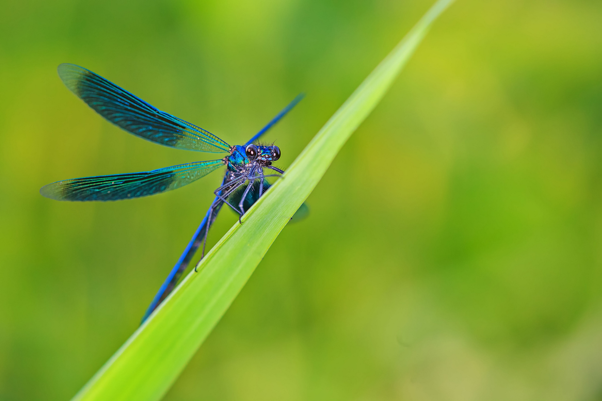 301572 descargar imagen animales, libélula, insectos: fondos de pantalla y protectores de pantalla gratis