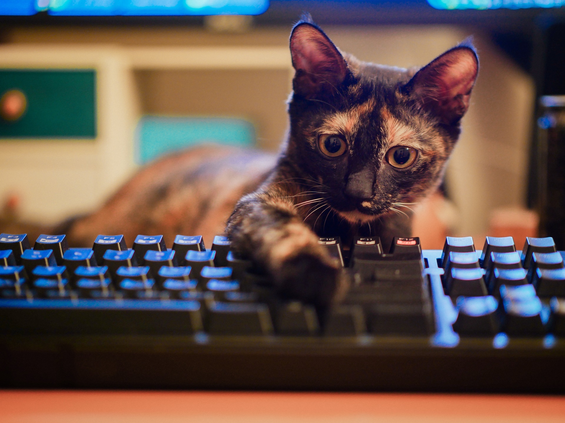 Скачати мобільні шпалери Кішка, Тварина, Коти, Клавіатура безкоштовно.