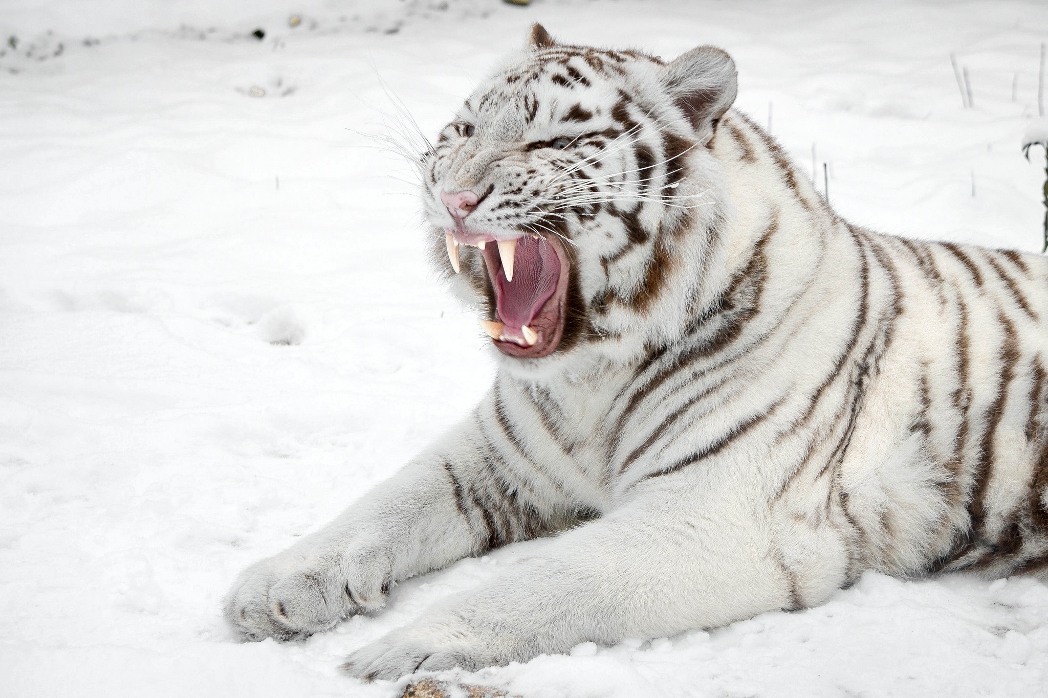 Handy-Wallpaper Weißer Tiger, Katzen, Tiere kostenlos herunterladen.