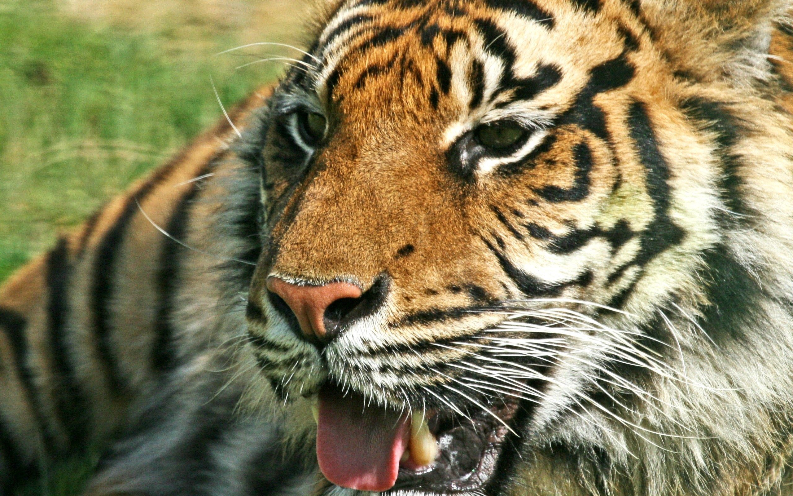 144060 descargar imagen animales, sonrisa, caer, depredador, tigre, boca: fondos de pantalla y protectores de pantalla gratis