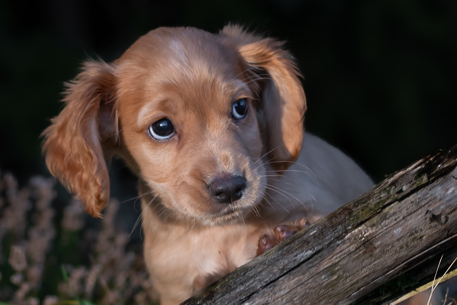 Free download wallpaper Dogs, Spaniel, Dog, Animal, Puppy, Baby Animal on your PC desktop
