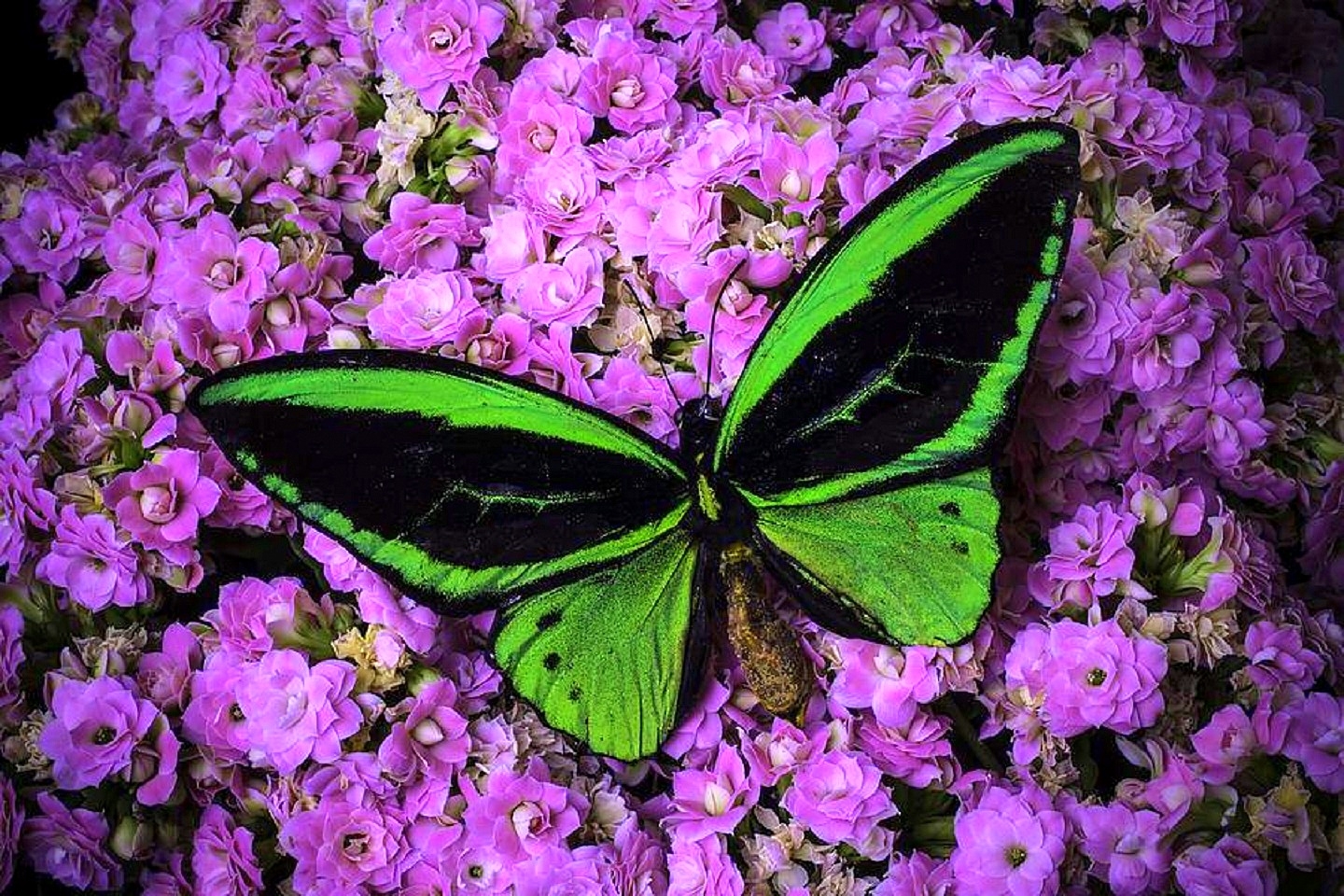 Download mobile wallpaper Flower, Close Up, Insect, Butterfly, Animal, Purple Flower for free.