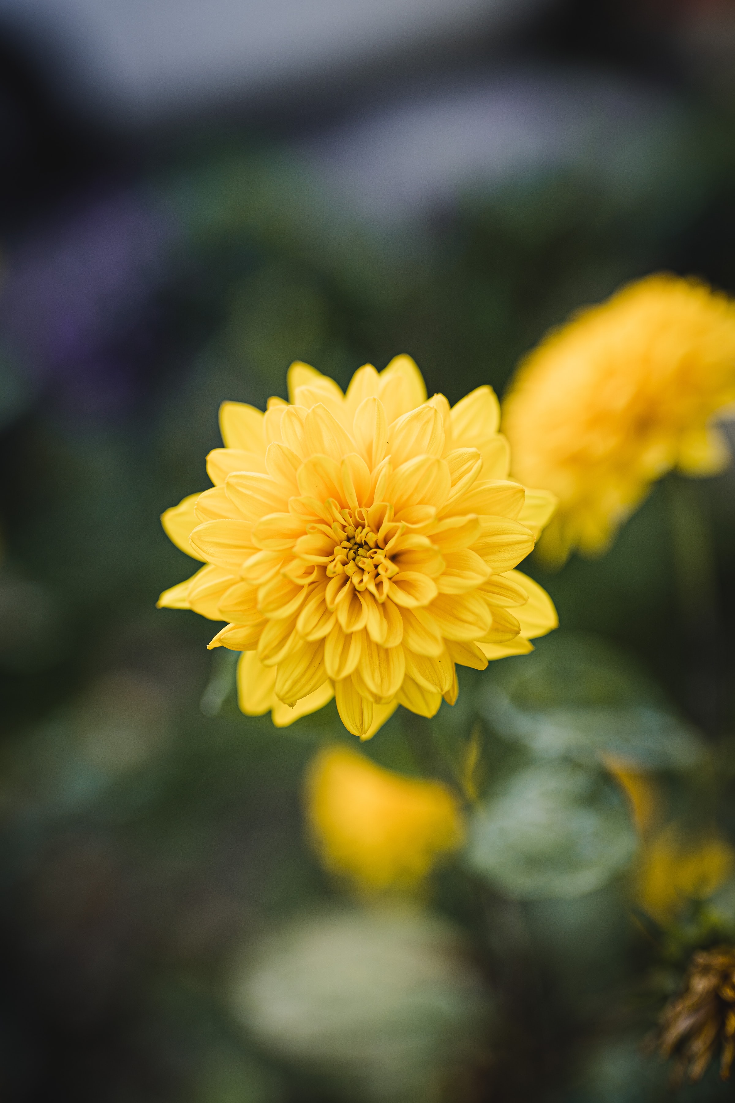 106519 descargar fondo de pantalla flores, amarillo, flor, florecer, floración, dalia: protectores de pantalla e imágenes gratis