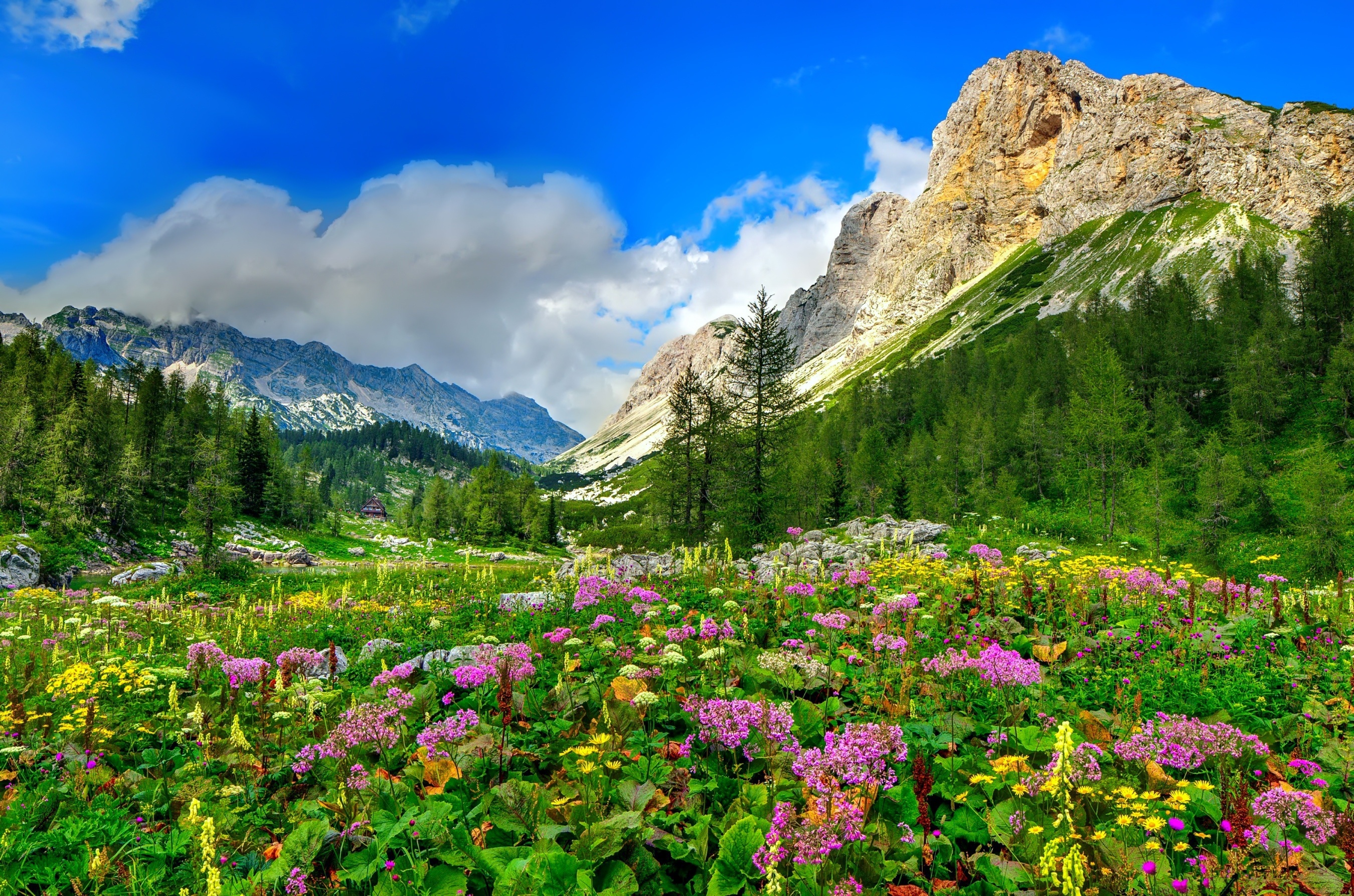 Скачать картинку Пейзаж, Природа, Гора, Цветок, Луга, Фиолетовый Цветок, Земля/природа в телефон бесплатно.