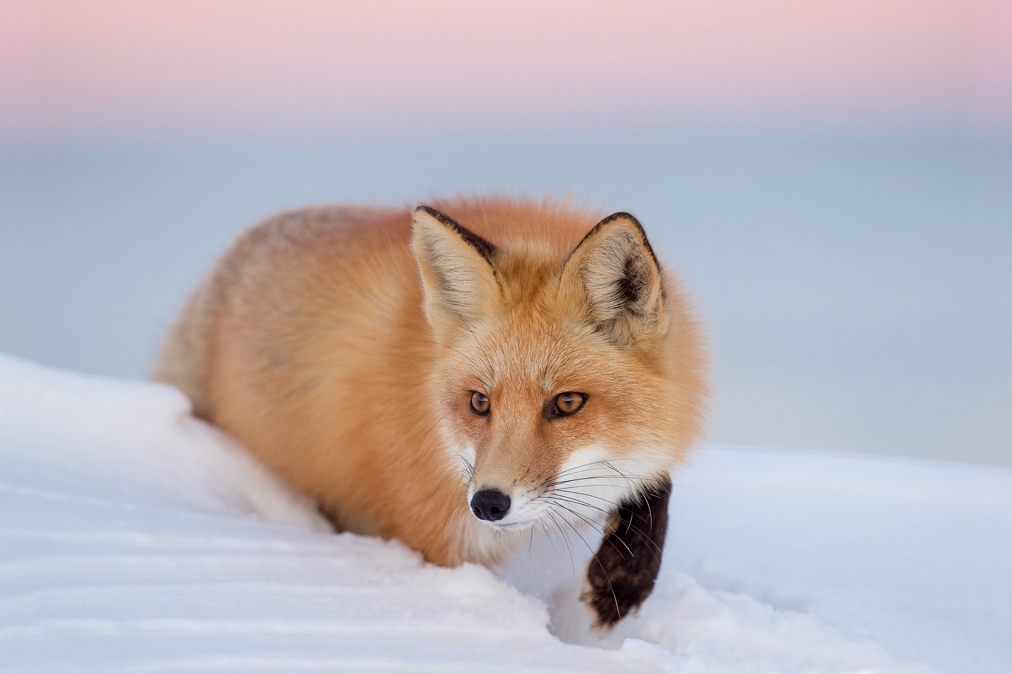 無料モバイル壁紙動物, 雪, 狐をダウンロードします。