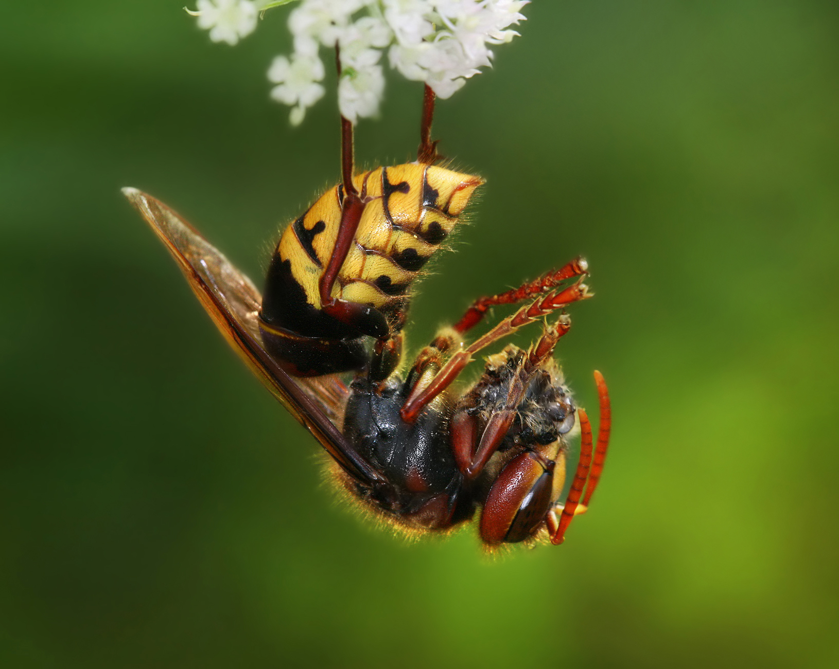 175576 descargar imagen animales, abeja, insectos: fondos de pantalla y protectores de pantalla gratis