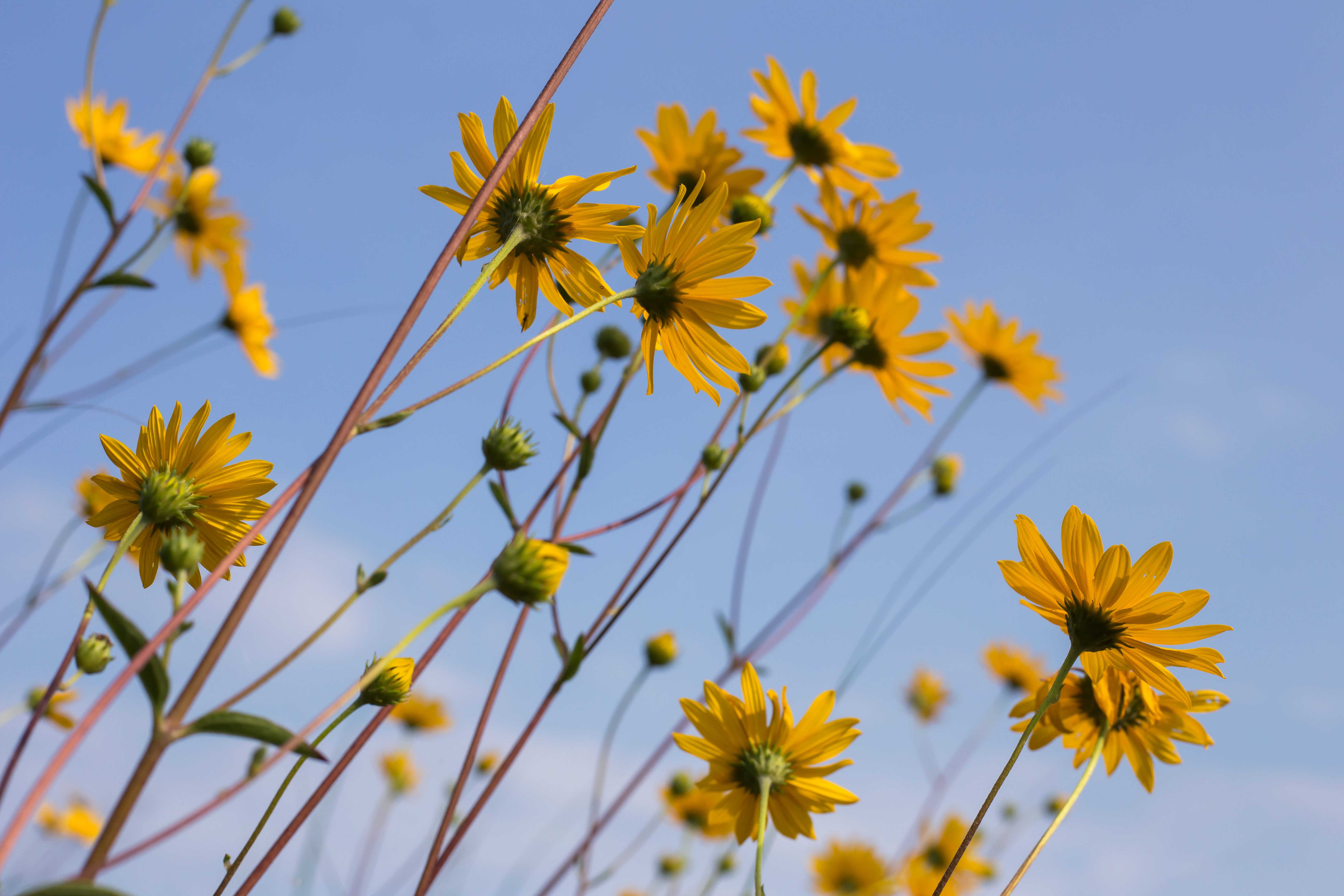 Laden Sie das Kamille, Wildblumen, Blumen-Bild kostenlos auf Ihren PC-Desktop herunter