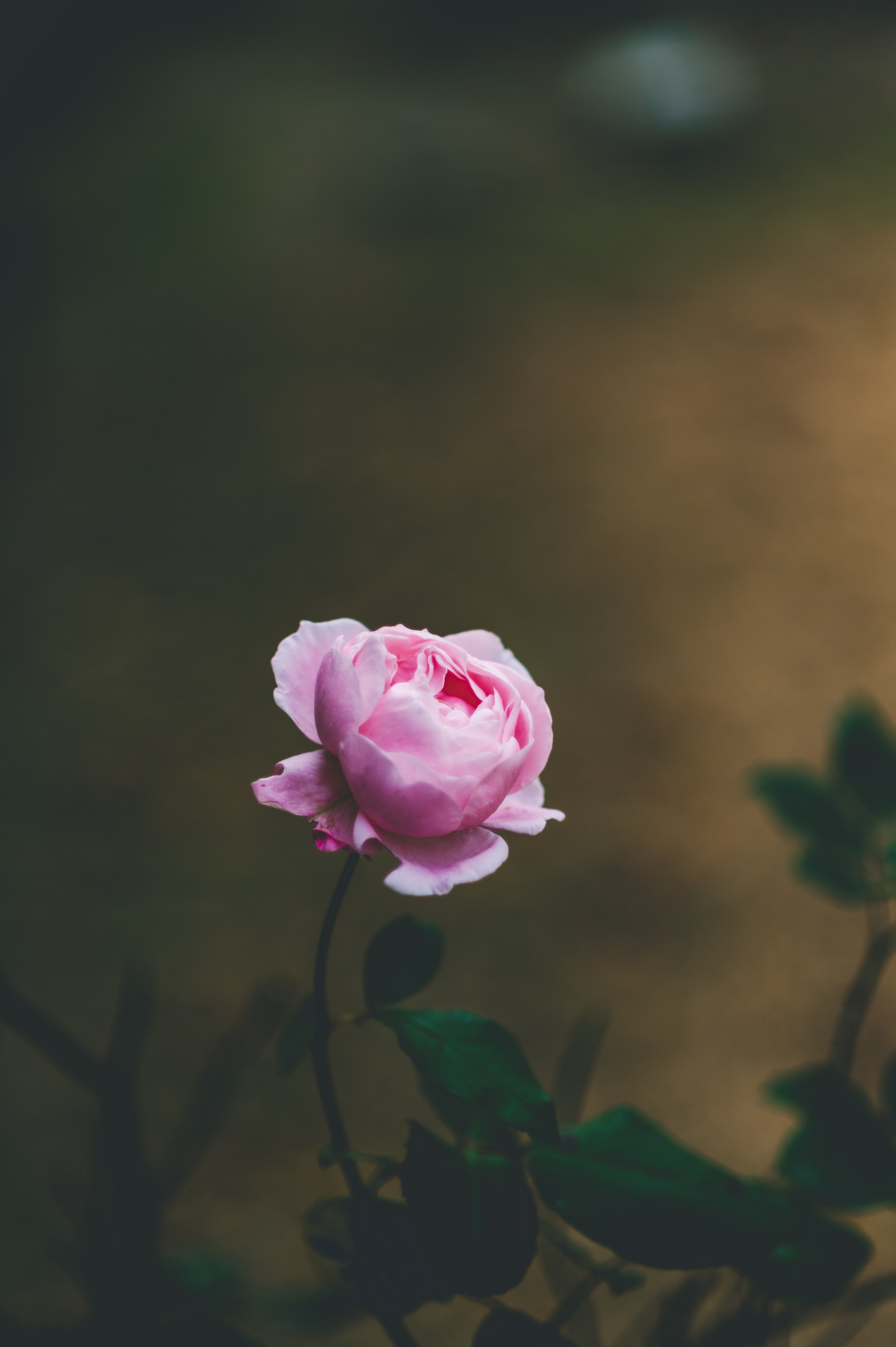 129857 télécharger l'image fleurs, rose, fleur, une rose, belle, beau, tendre, rose clair - fonds d'écran et économiseurs d'écran gratuits