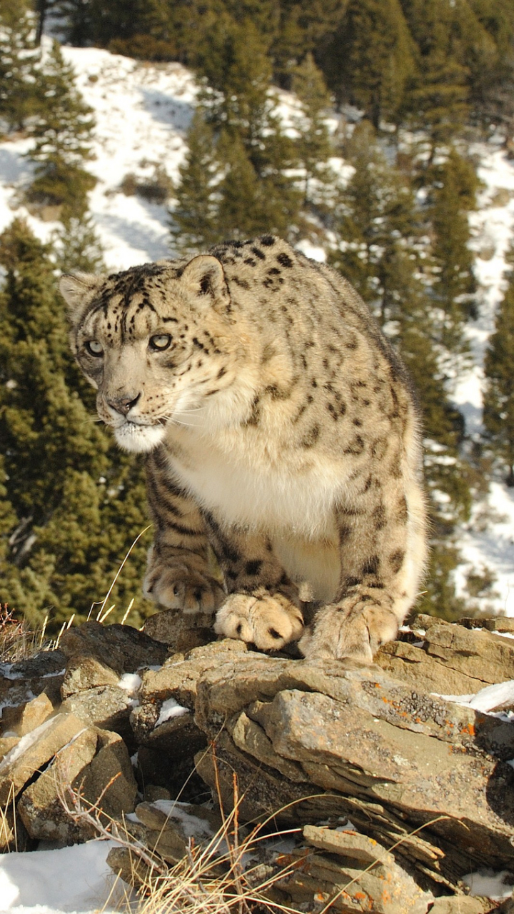 Descarga gratuita de fondo de pantalla para móvil de Animales, Gatos, Leopardo De Las Nieves.