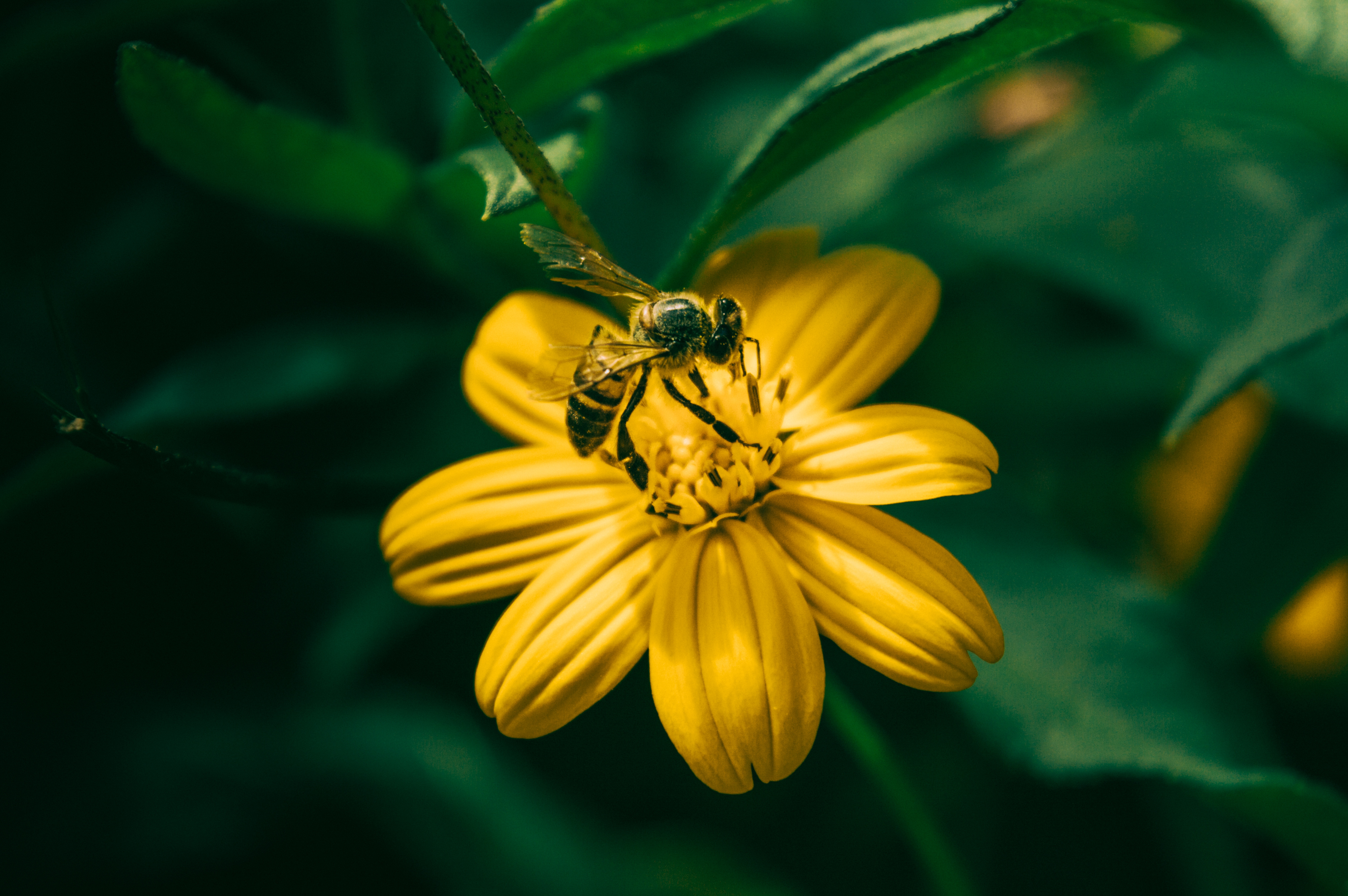 pollination, flowers, yellow, flower, blur, smooth, bee