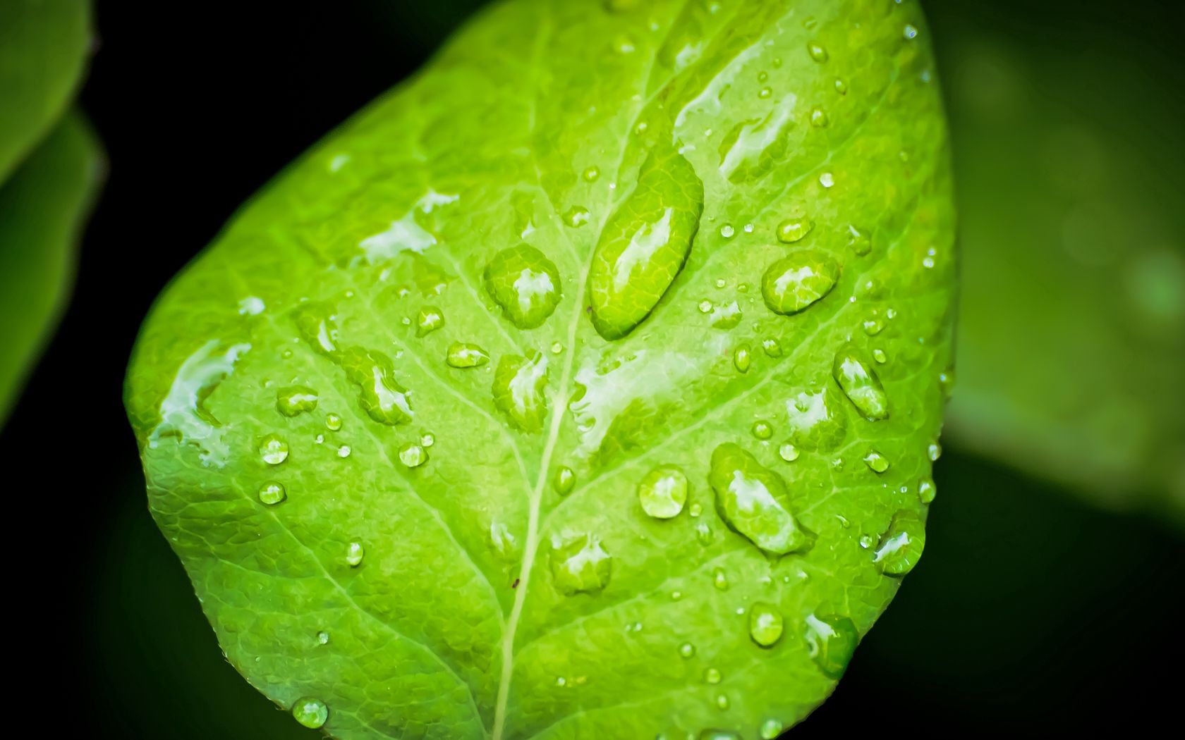 drops, macro, surface, sheet, leaf, dew Full HD